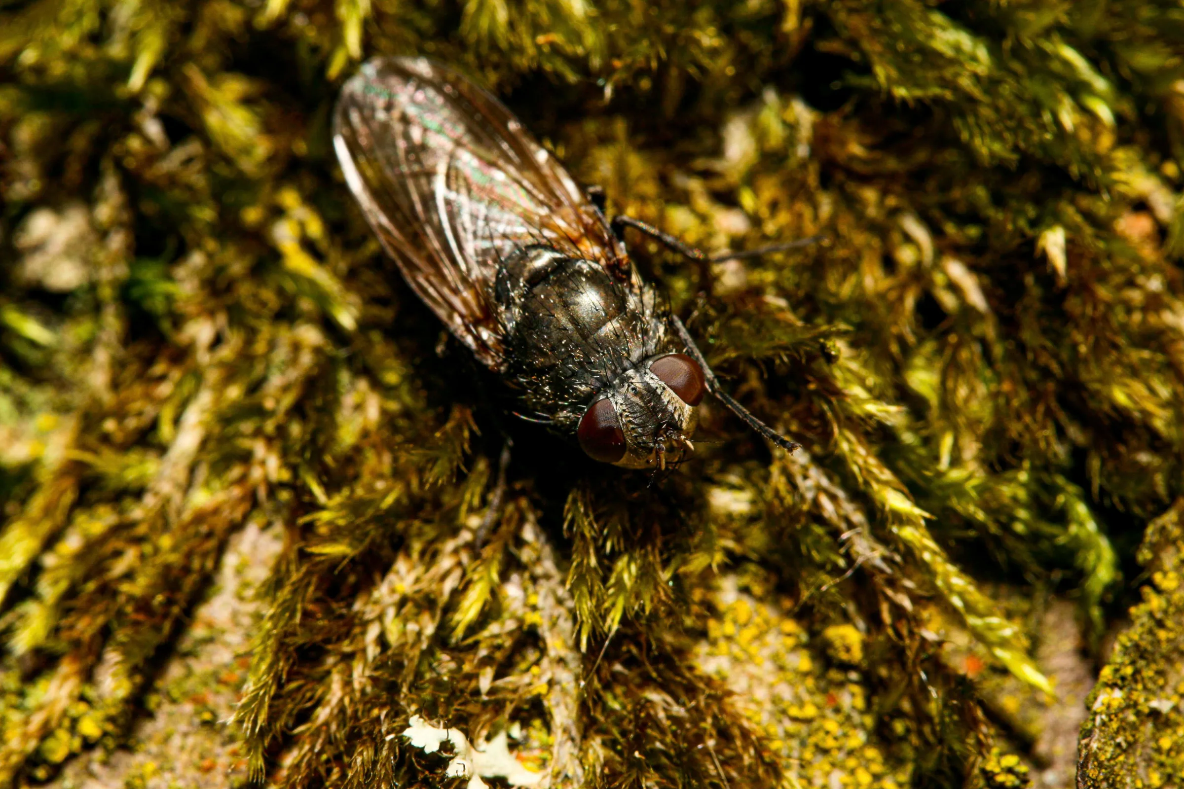 Fliege (Brachycera)