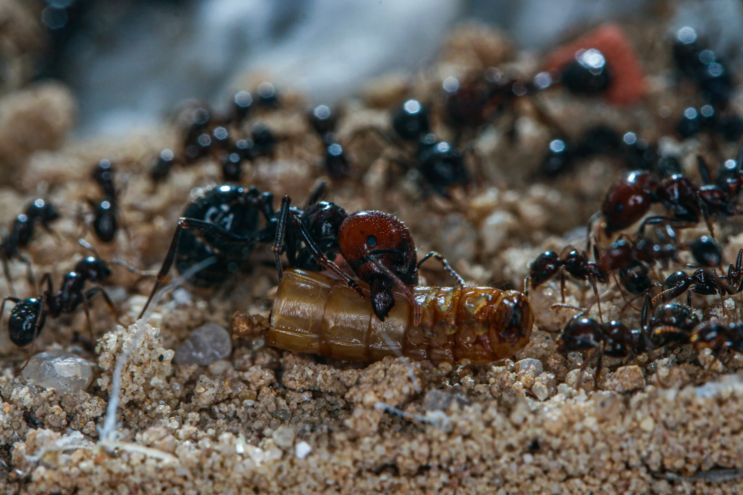 Ernteameise (Messor barbarus)