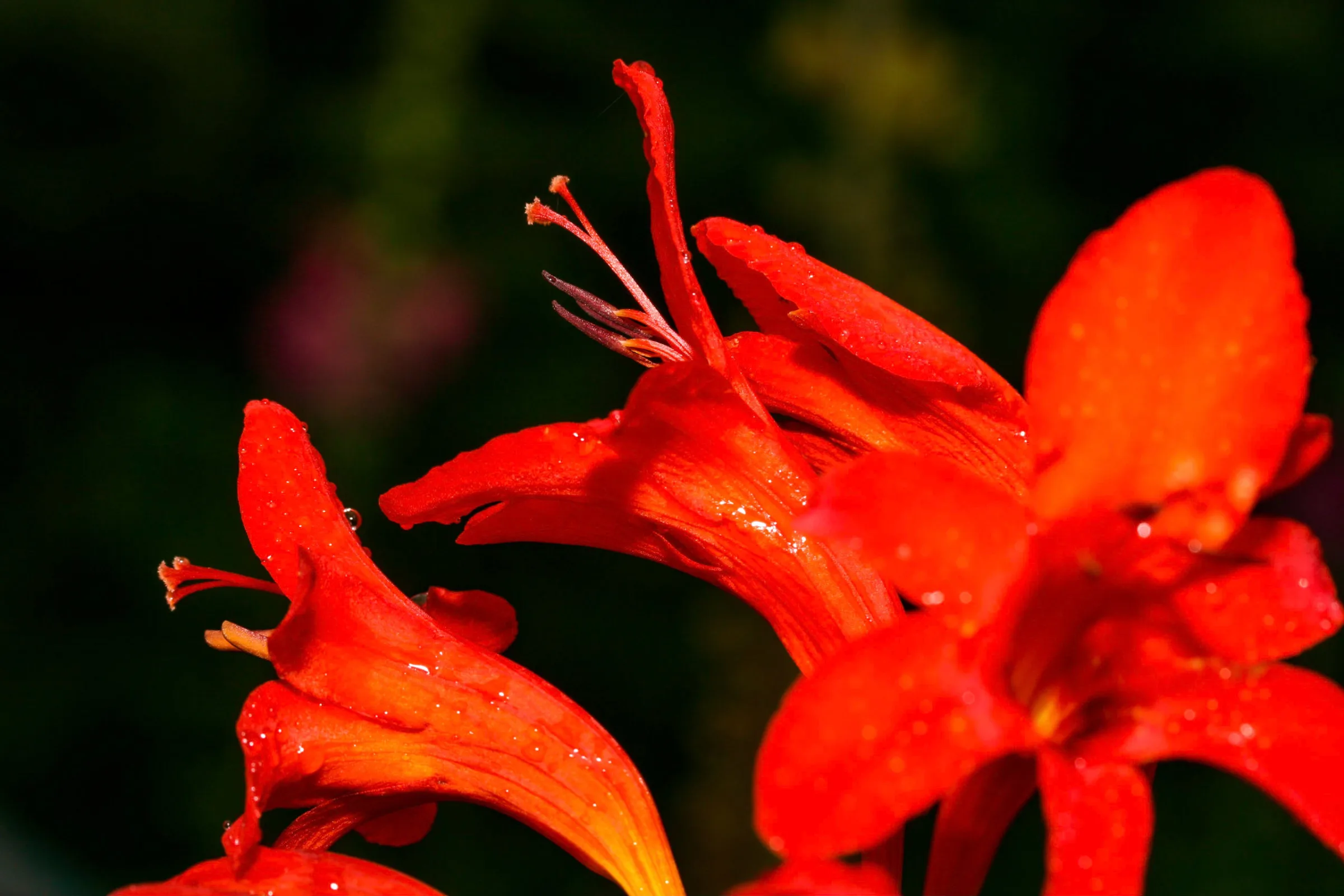 Montbretie (Crocosmia)