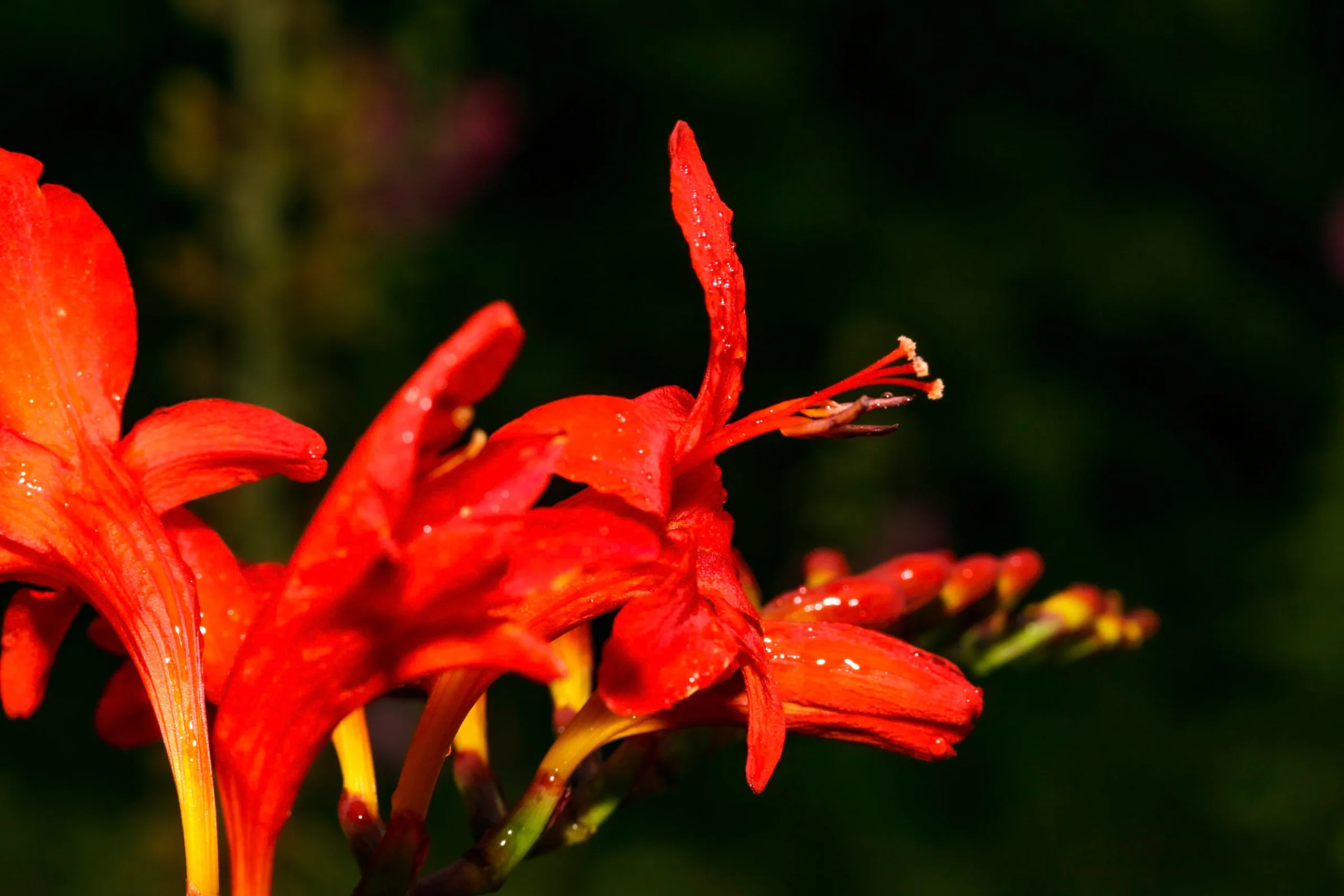 Montbretie (Crocosmia)