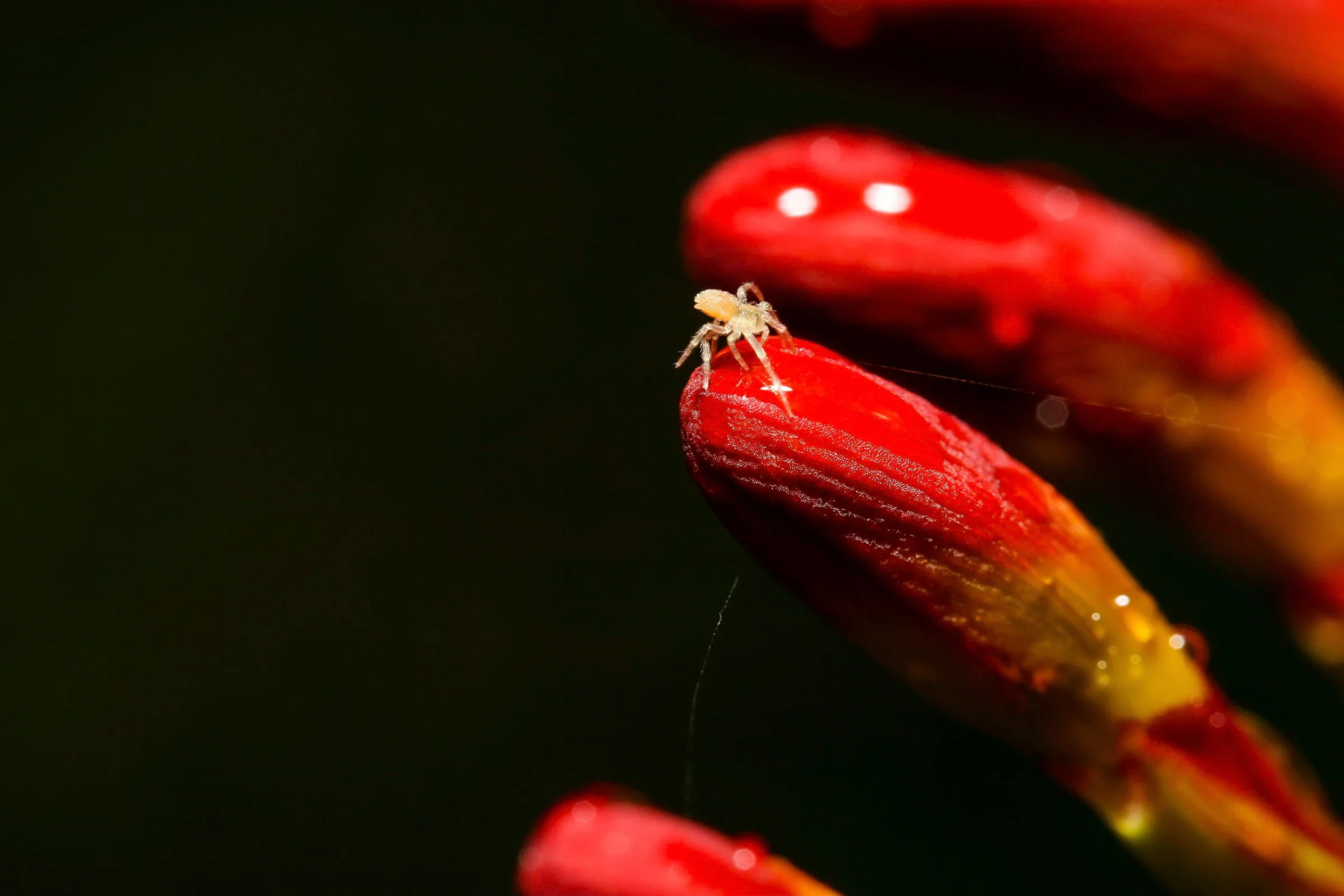 Spinne (Araneae)