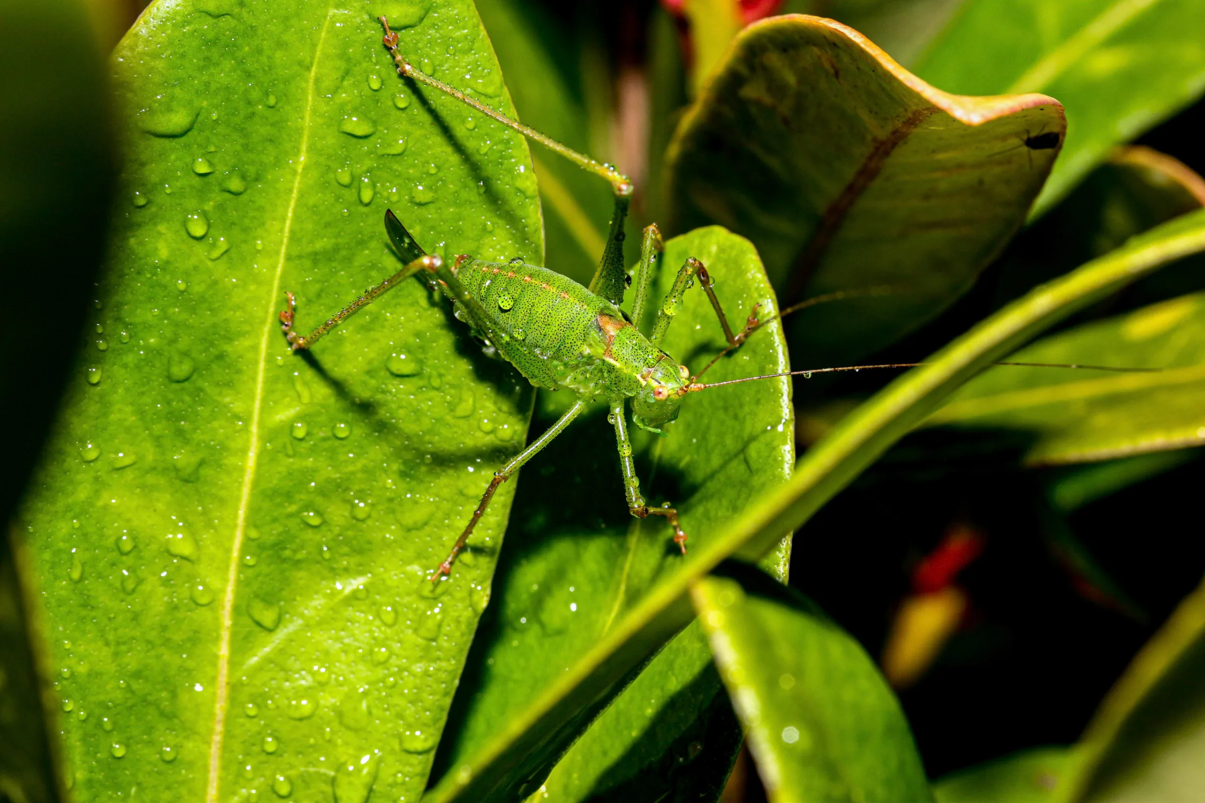 Punktierte Zartschrecke (Leptophyes punctatissima)