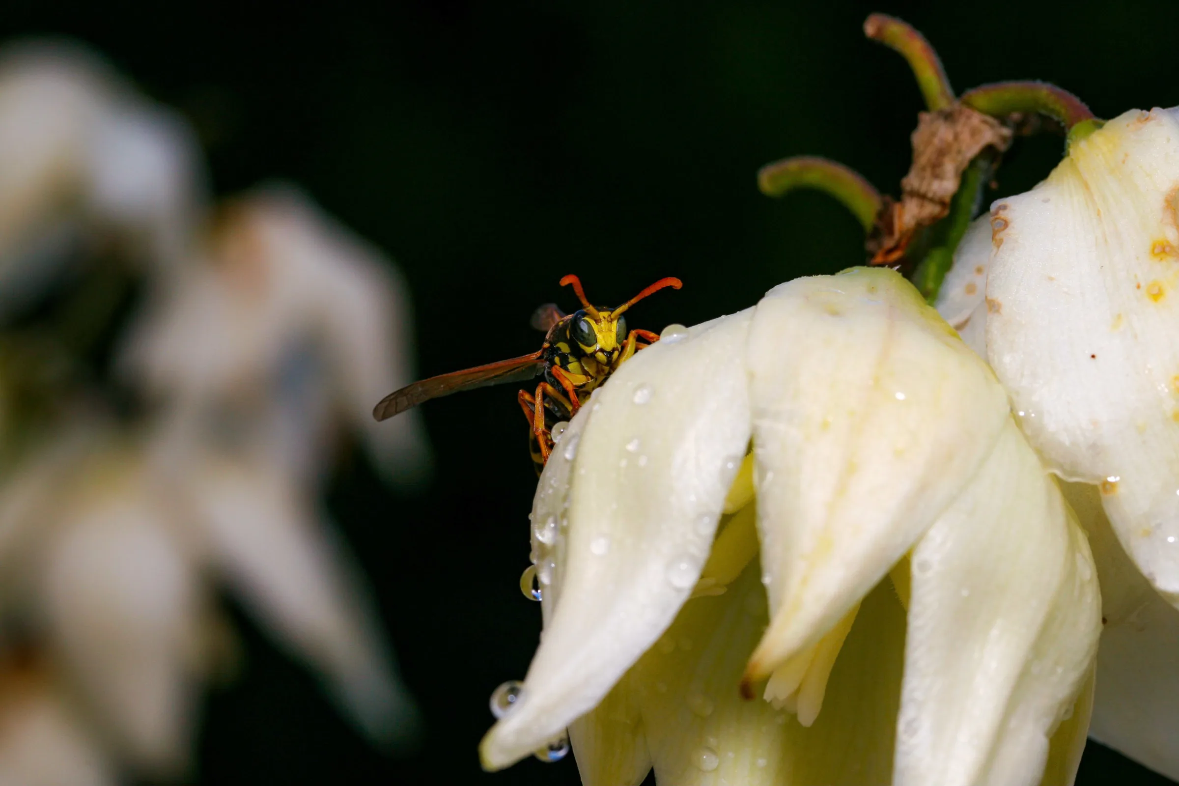 Feldwespe (Polistes)