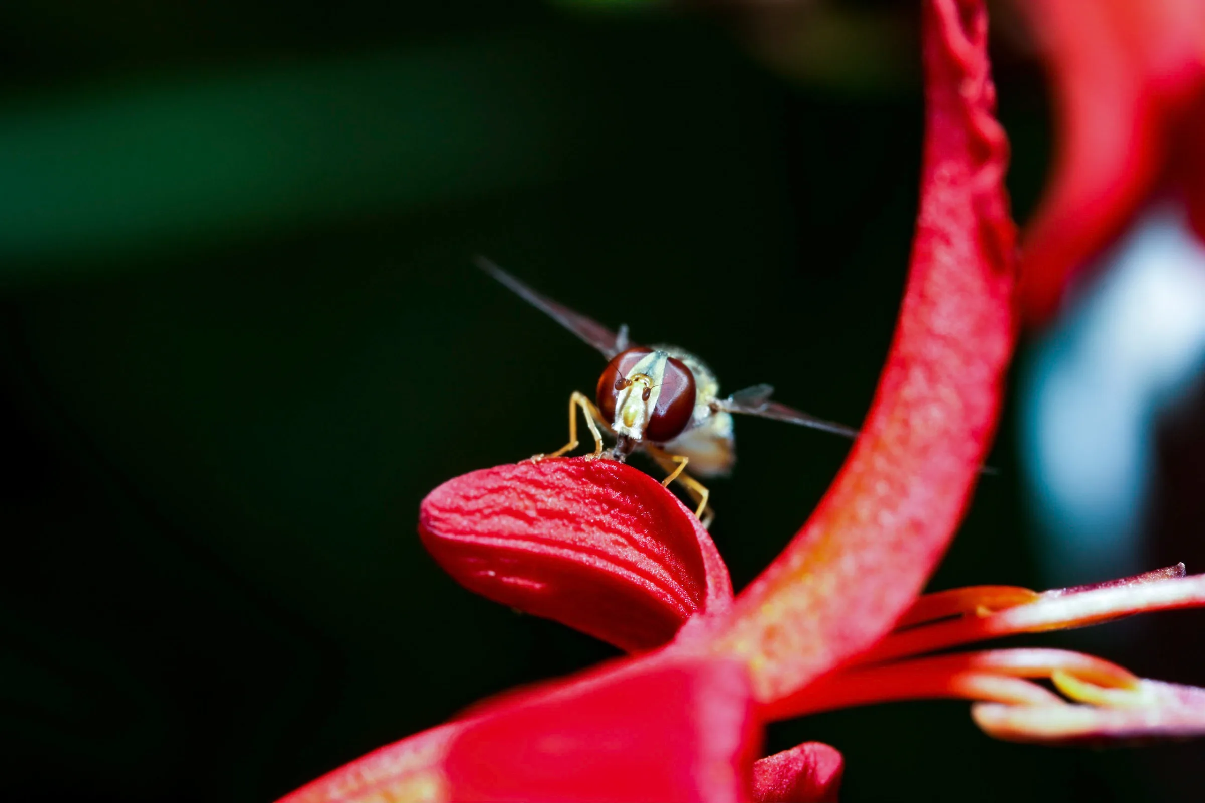 Schwebfliege (Syrphidae)