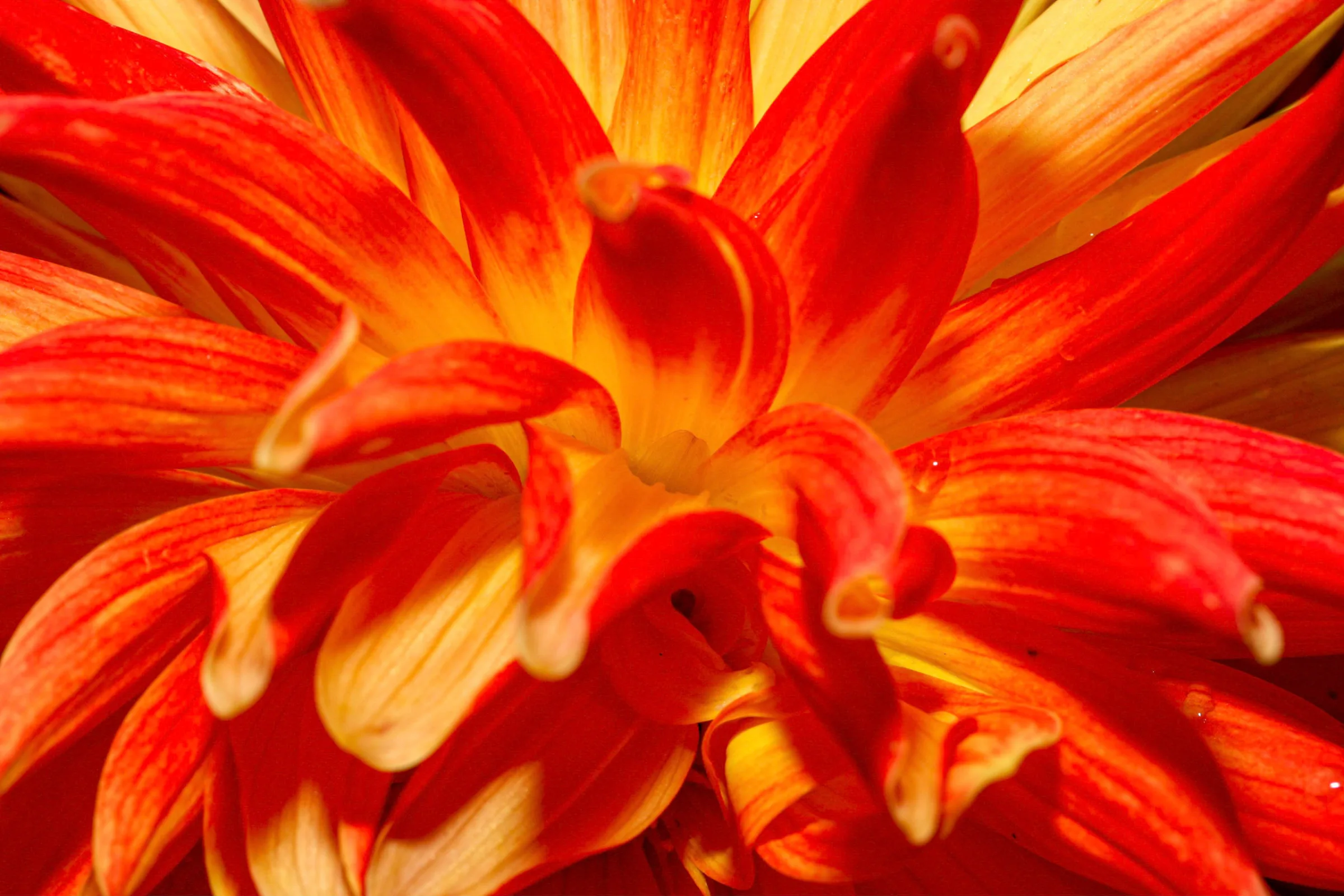 Dahlie (Dahlia)