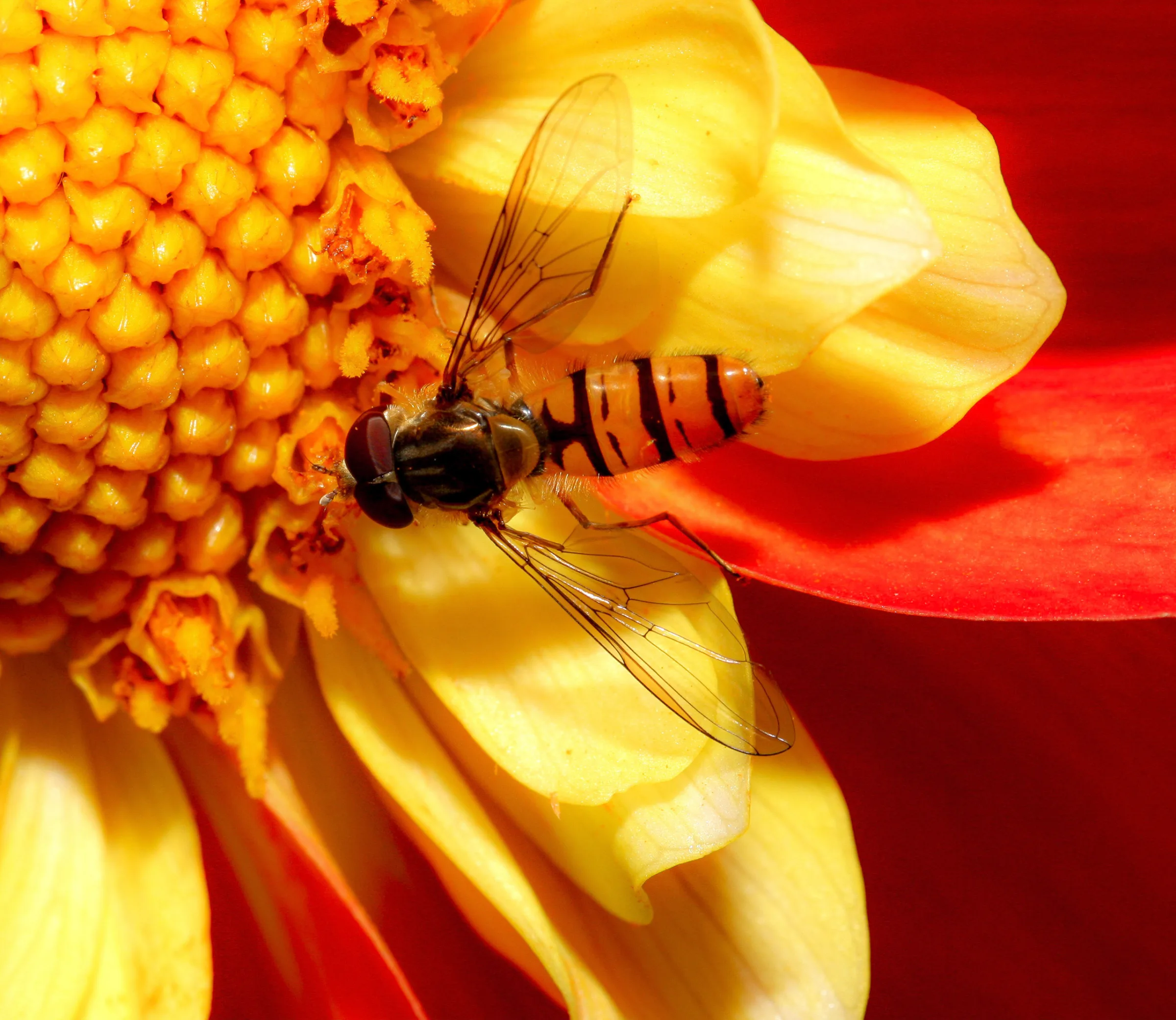 Hainschwebfliege (Episyrphus balteatus)