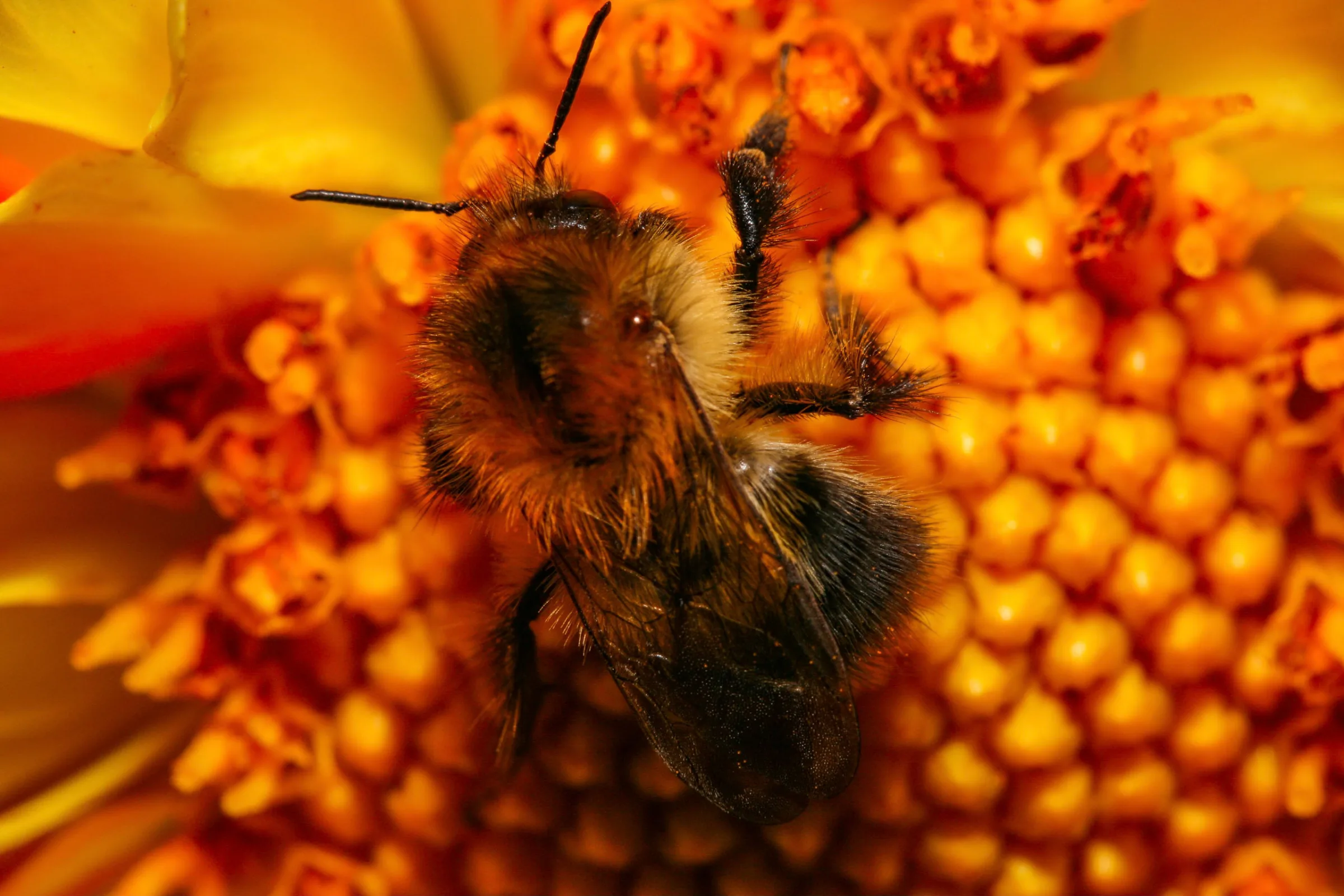Hummel (Bombus)