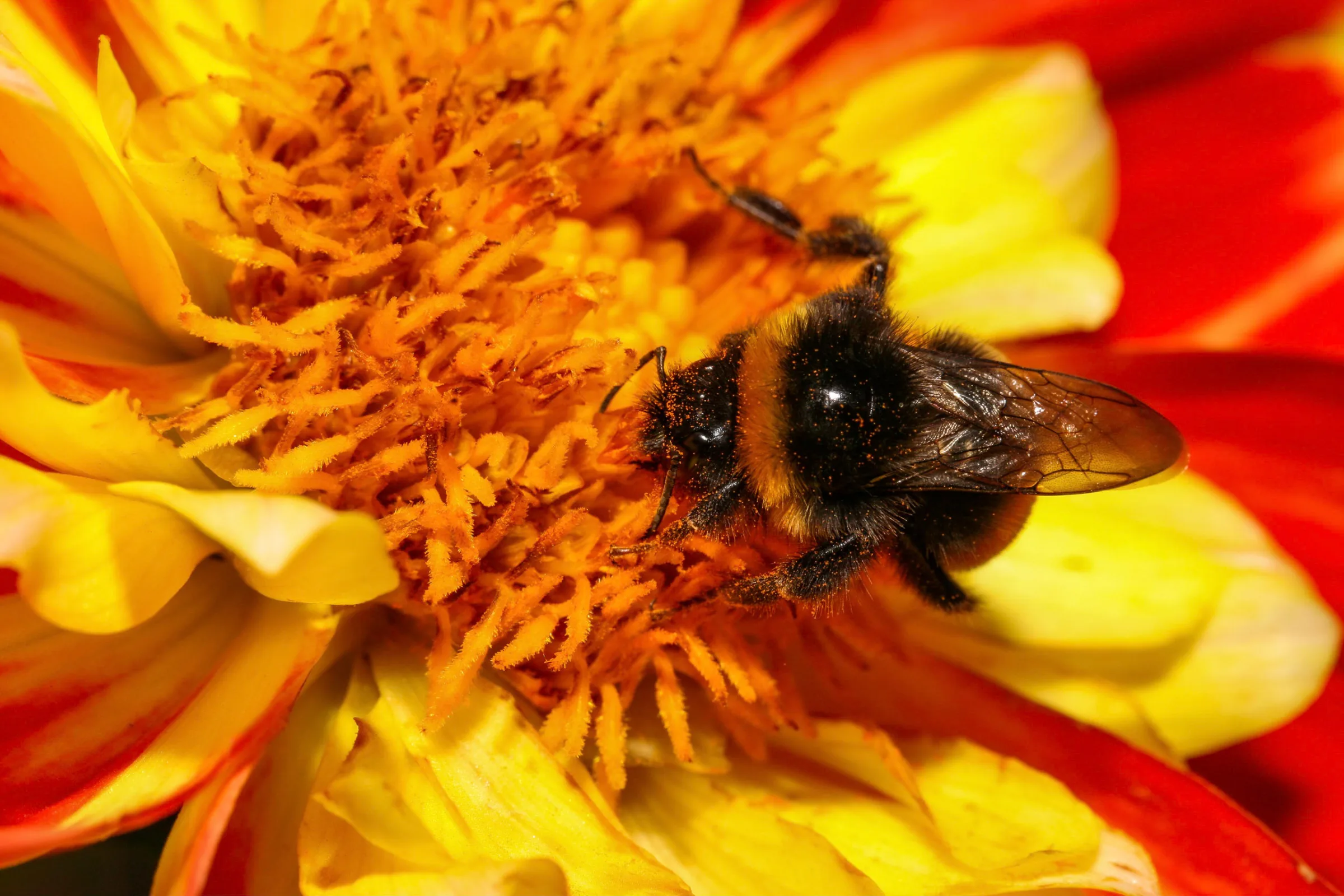 Hummel (Bombus)