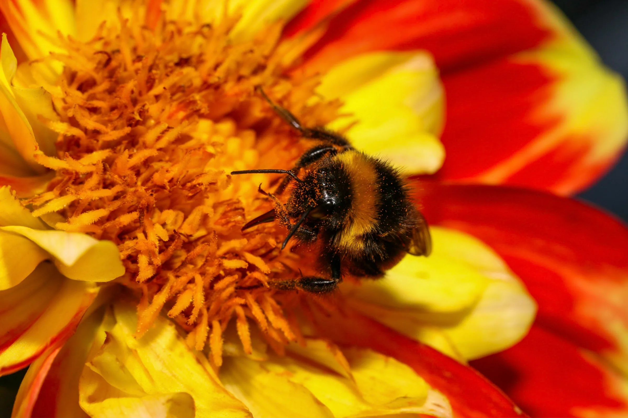 Hummel (Bombus)