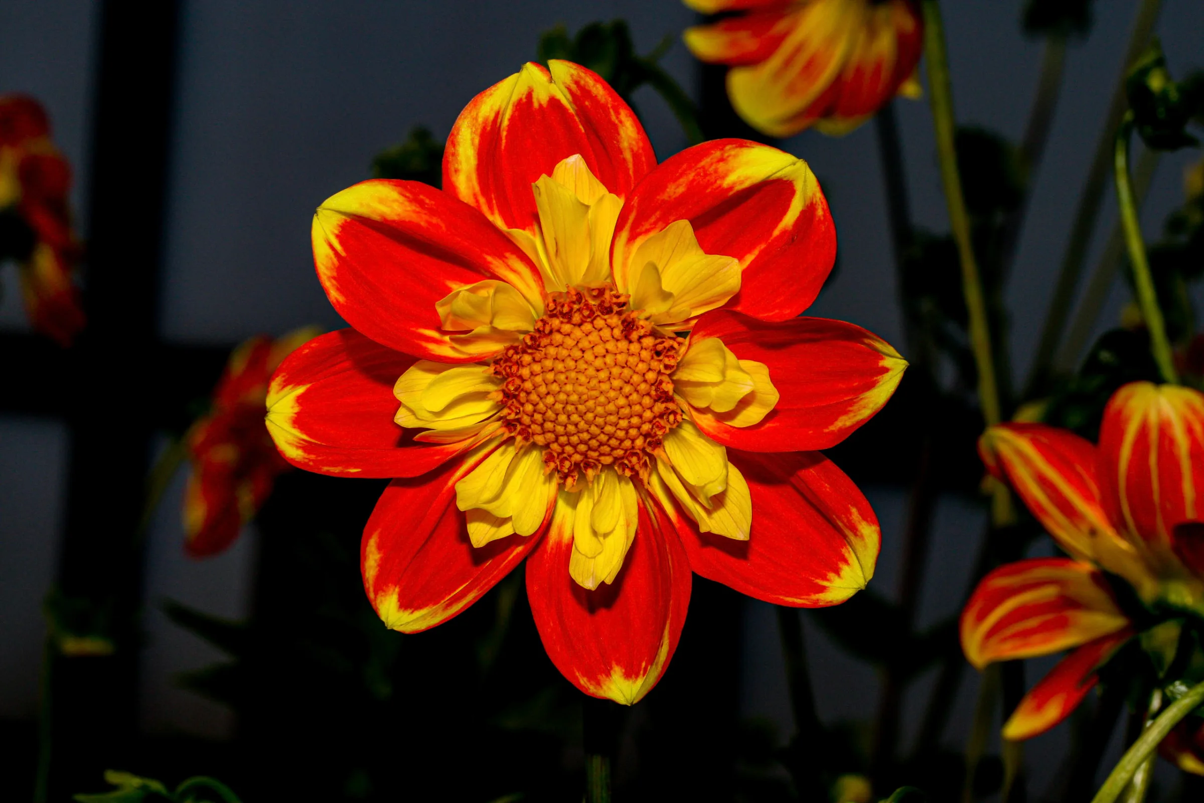 Dahlie (Dahlia)