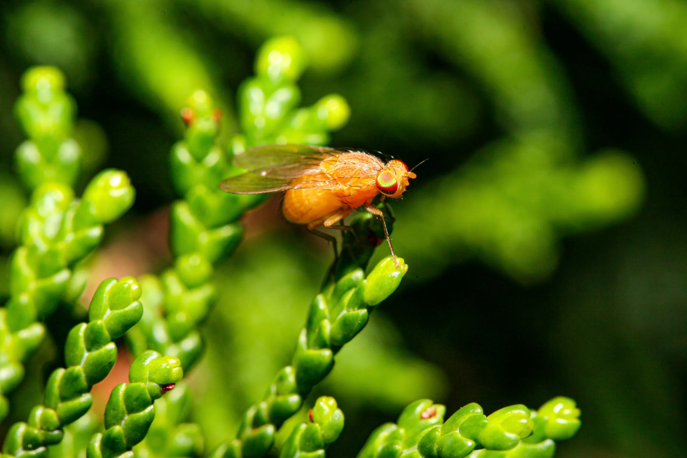 Fliege (Brachycera)
