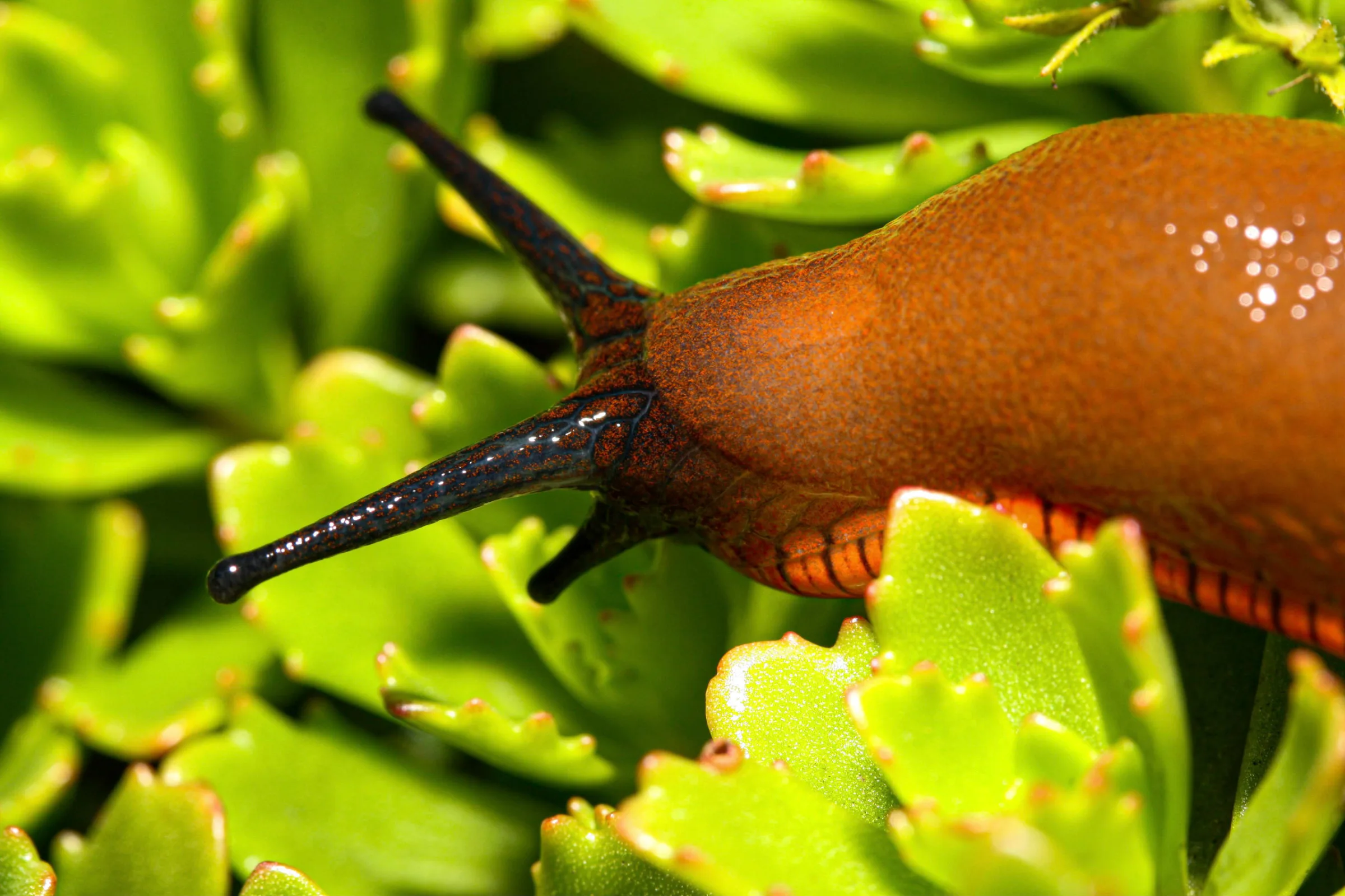 Wegschnecke (Arion)