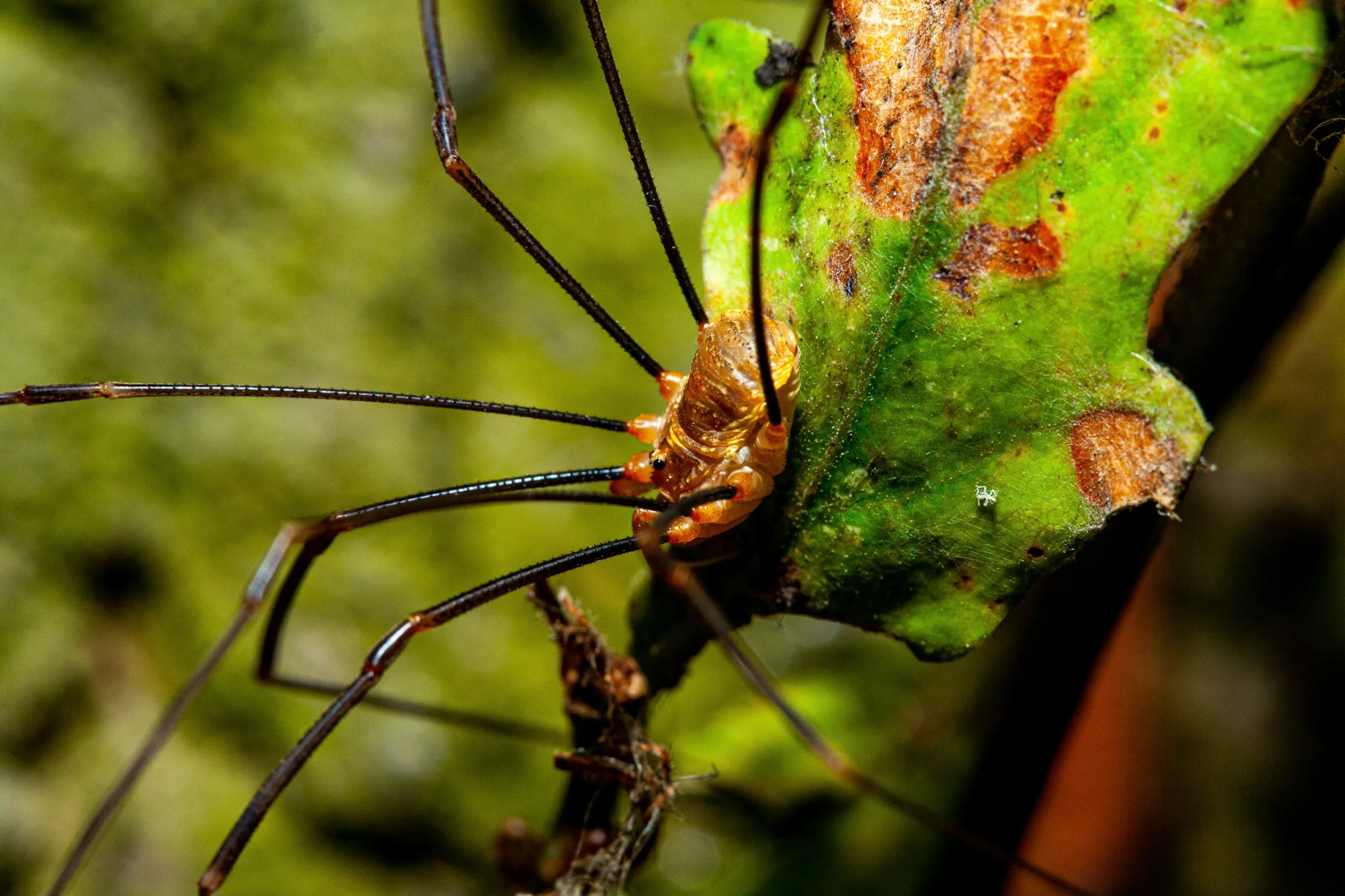 Weberknecht (Opiliones)