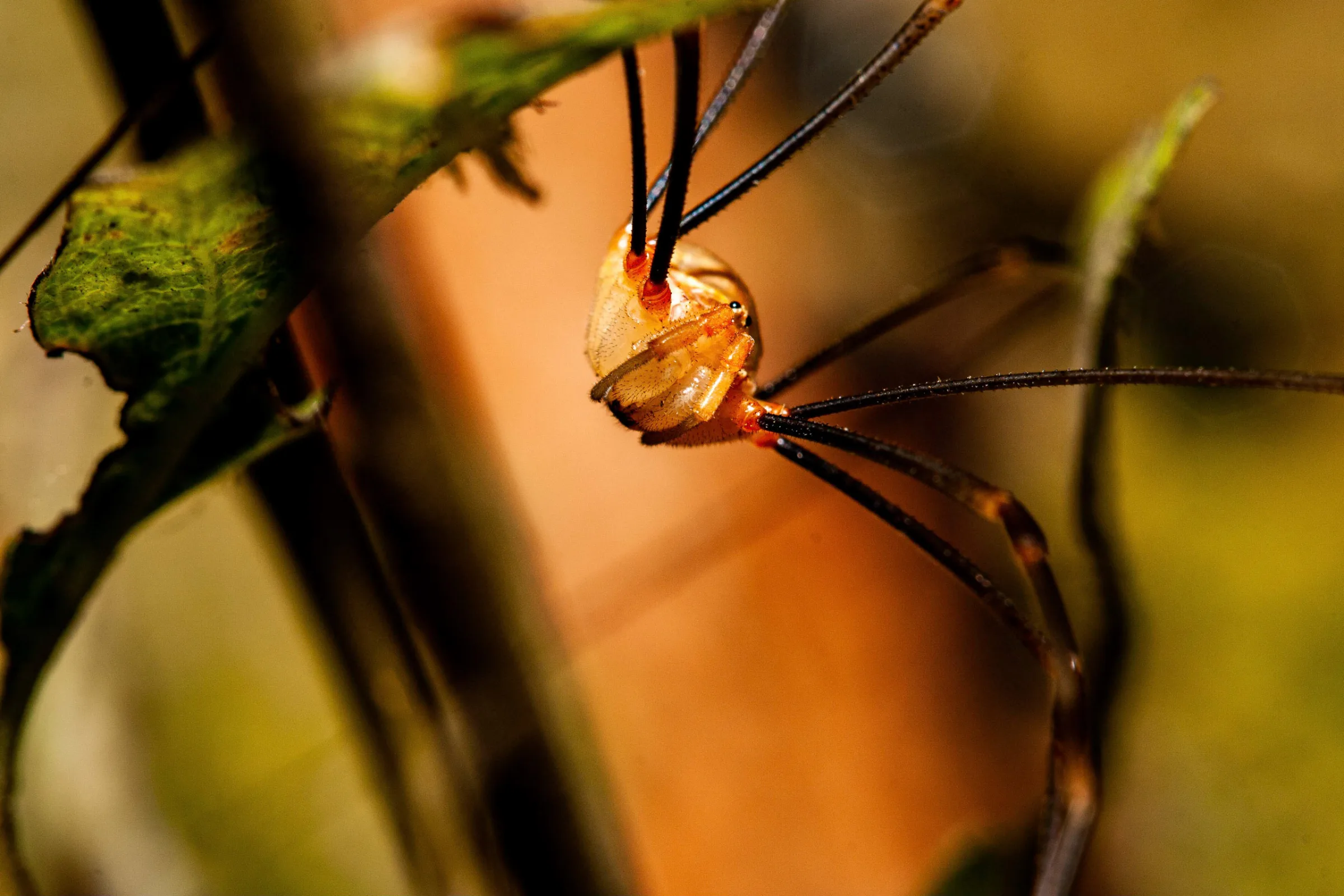 Weberknecht (Opiliones)