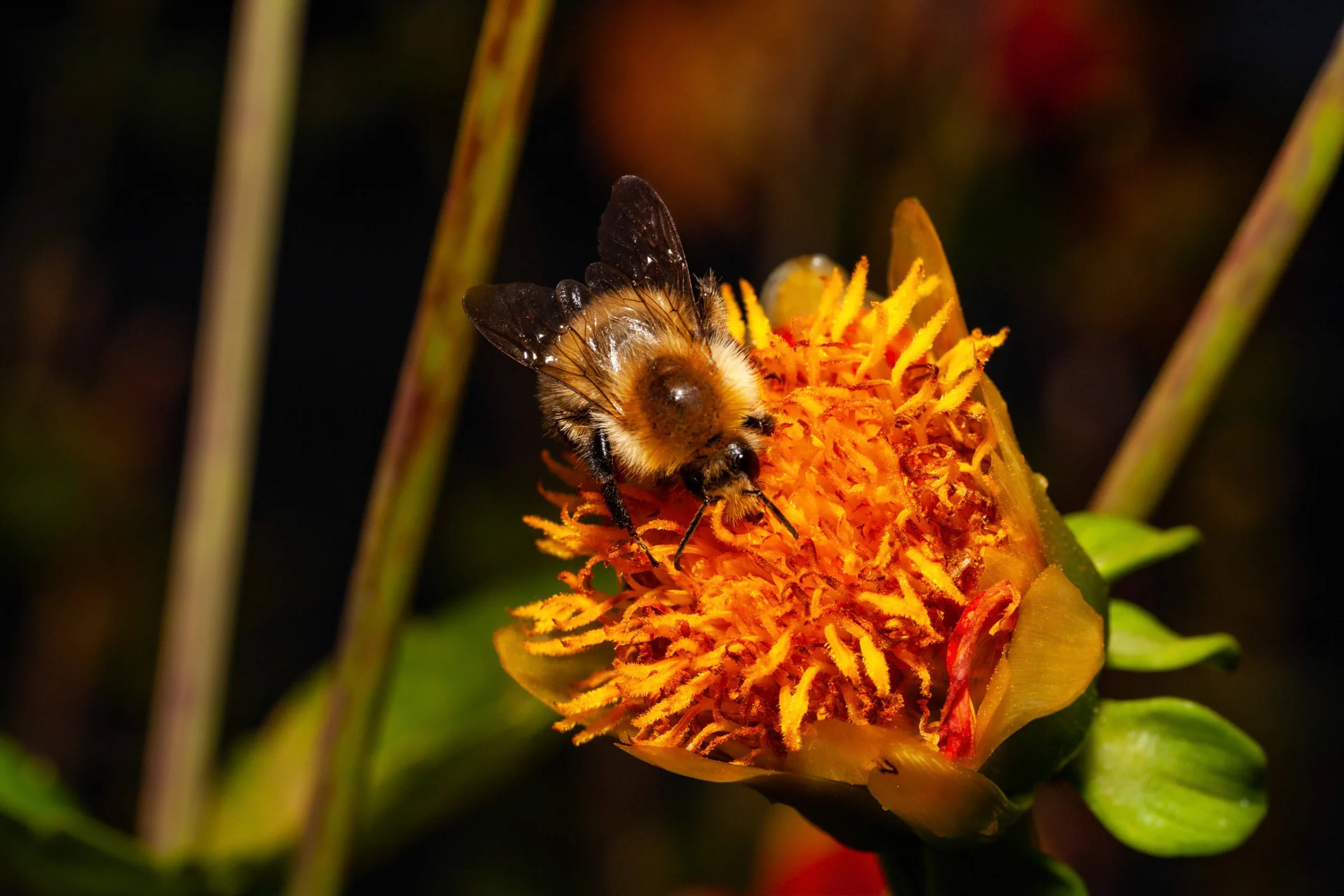 Hummel (Bombus)