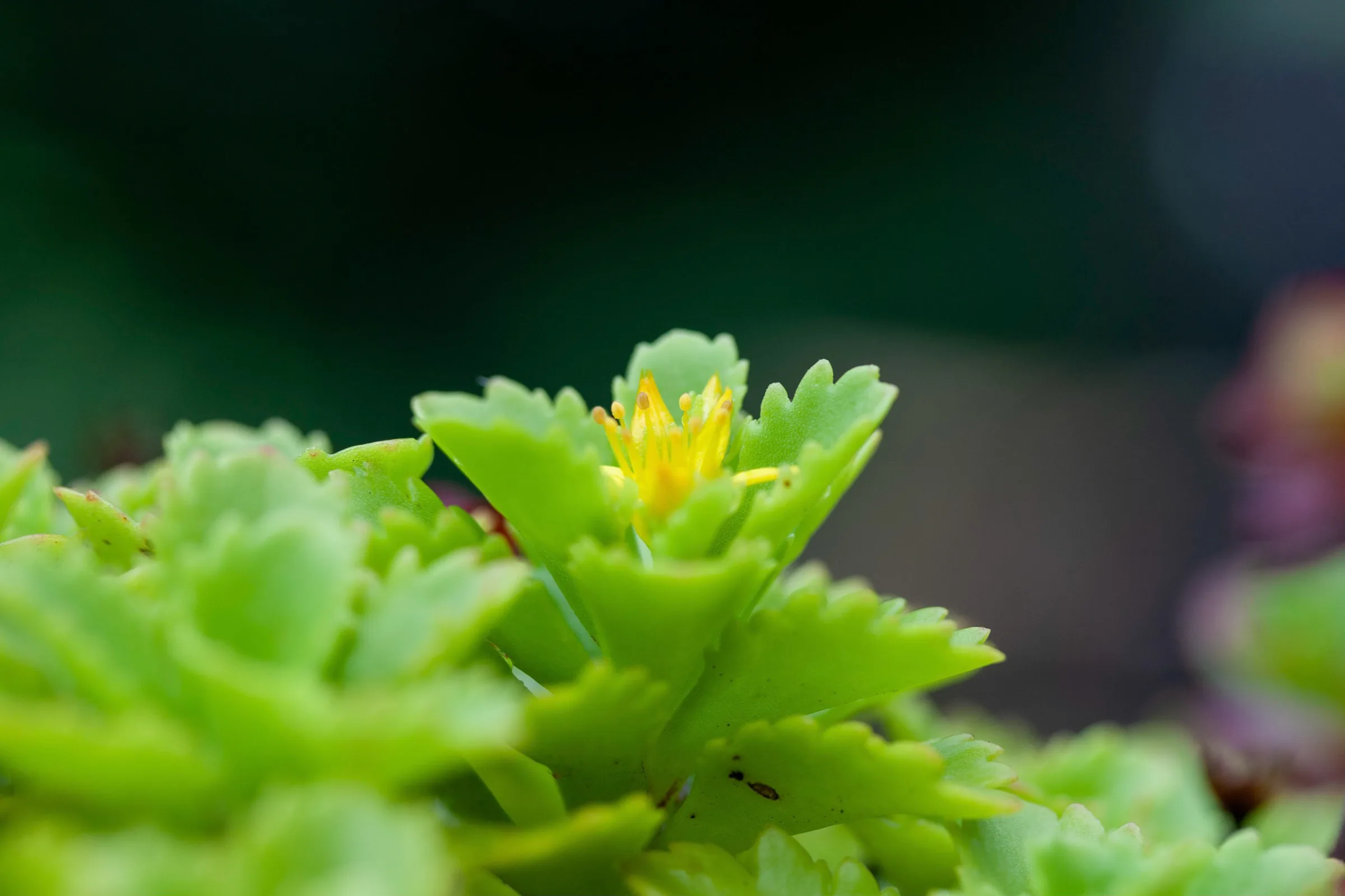 Fetthenne (Sedum)