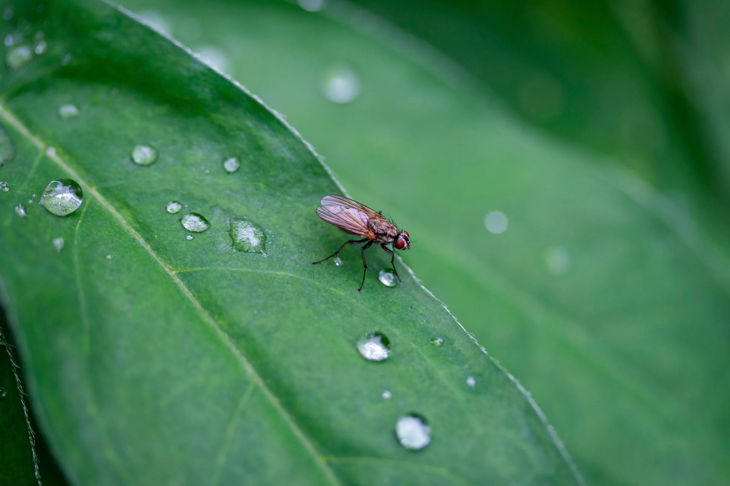 Fliege (Brachycera)