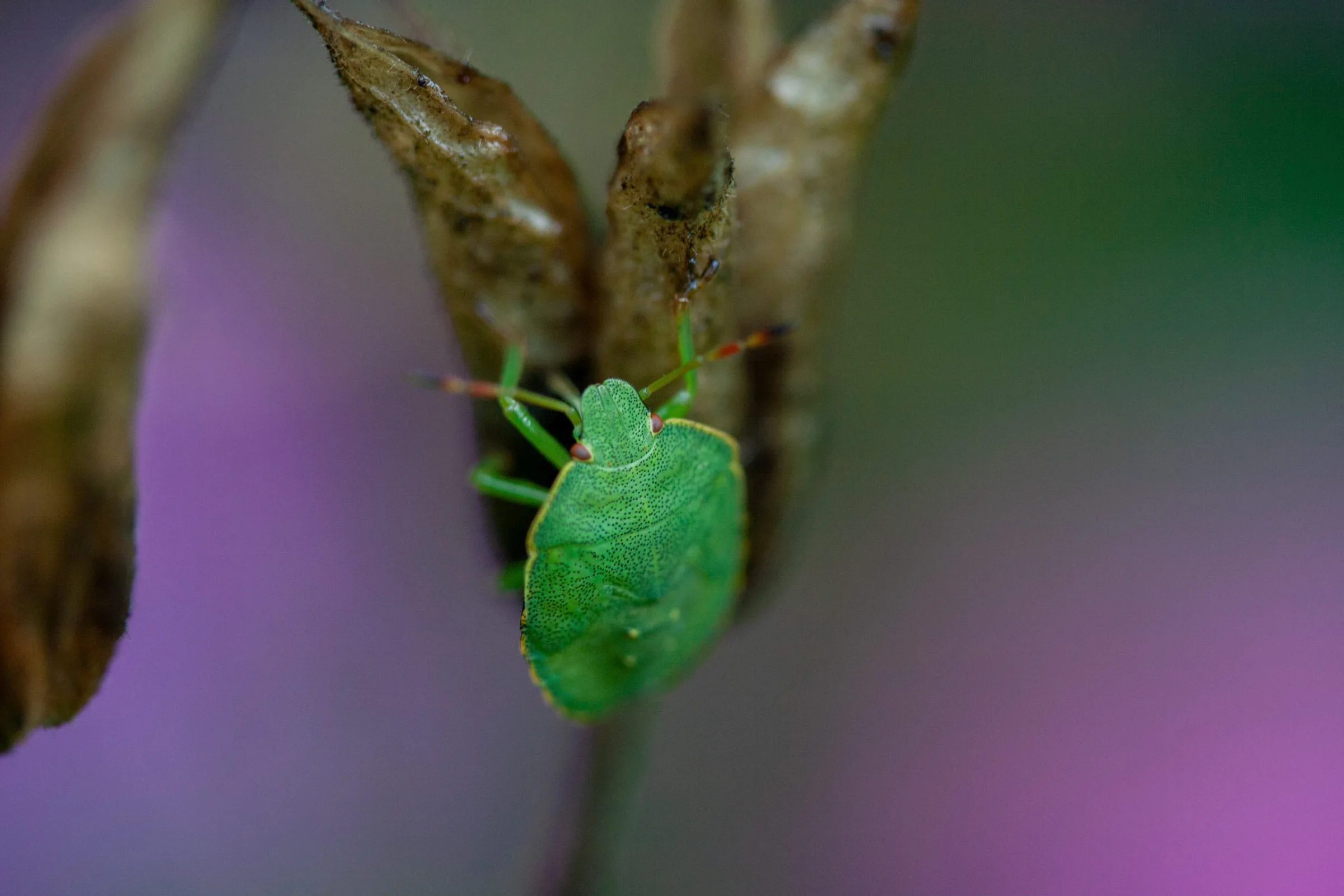 Baumwanzen-Larve (Pentatomidae)
