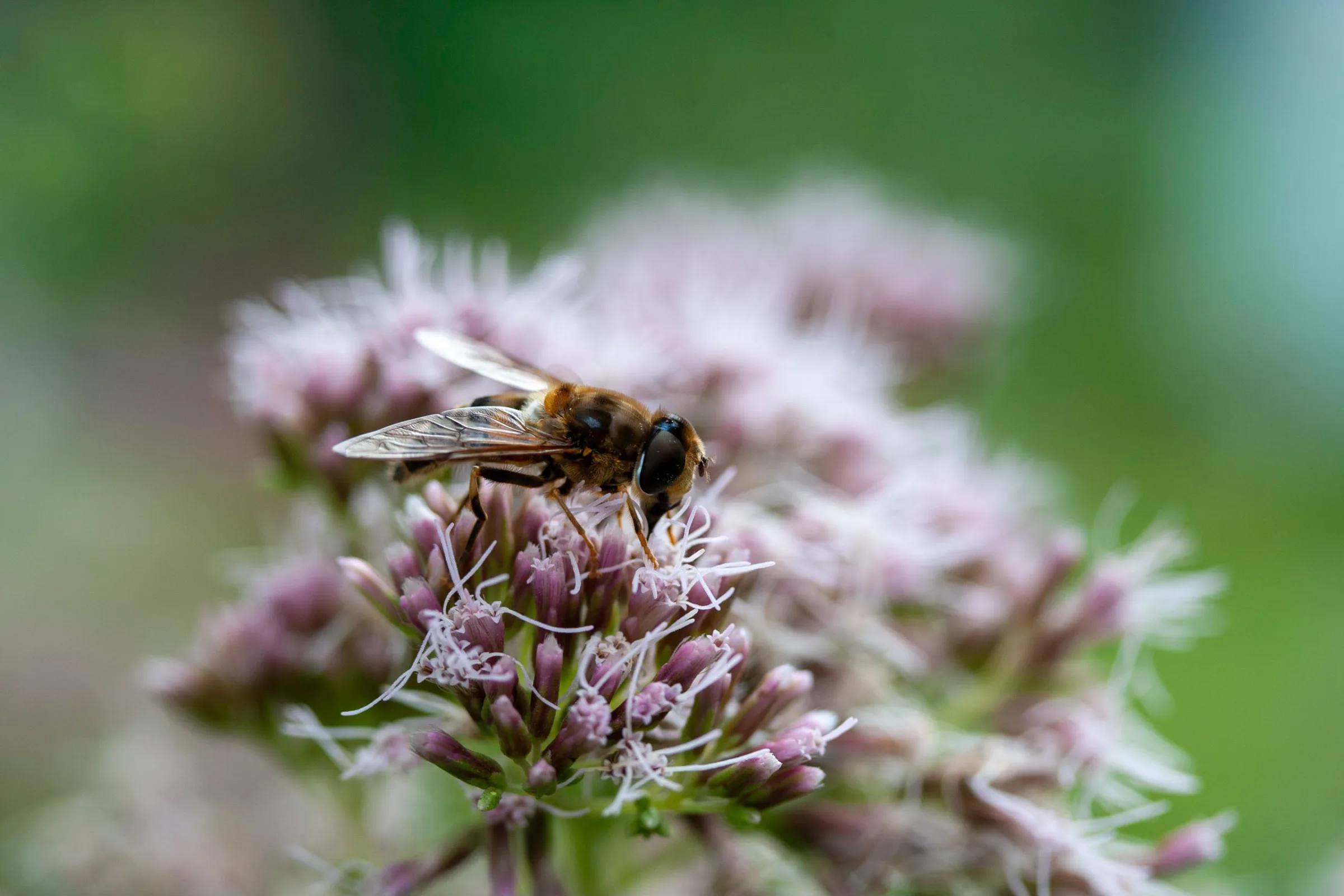 Schwebfliege (Syrphidae)