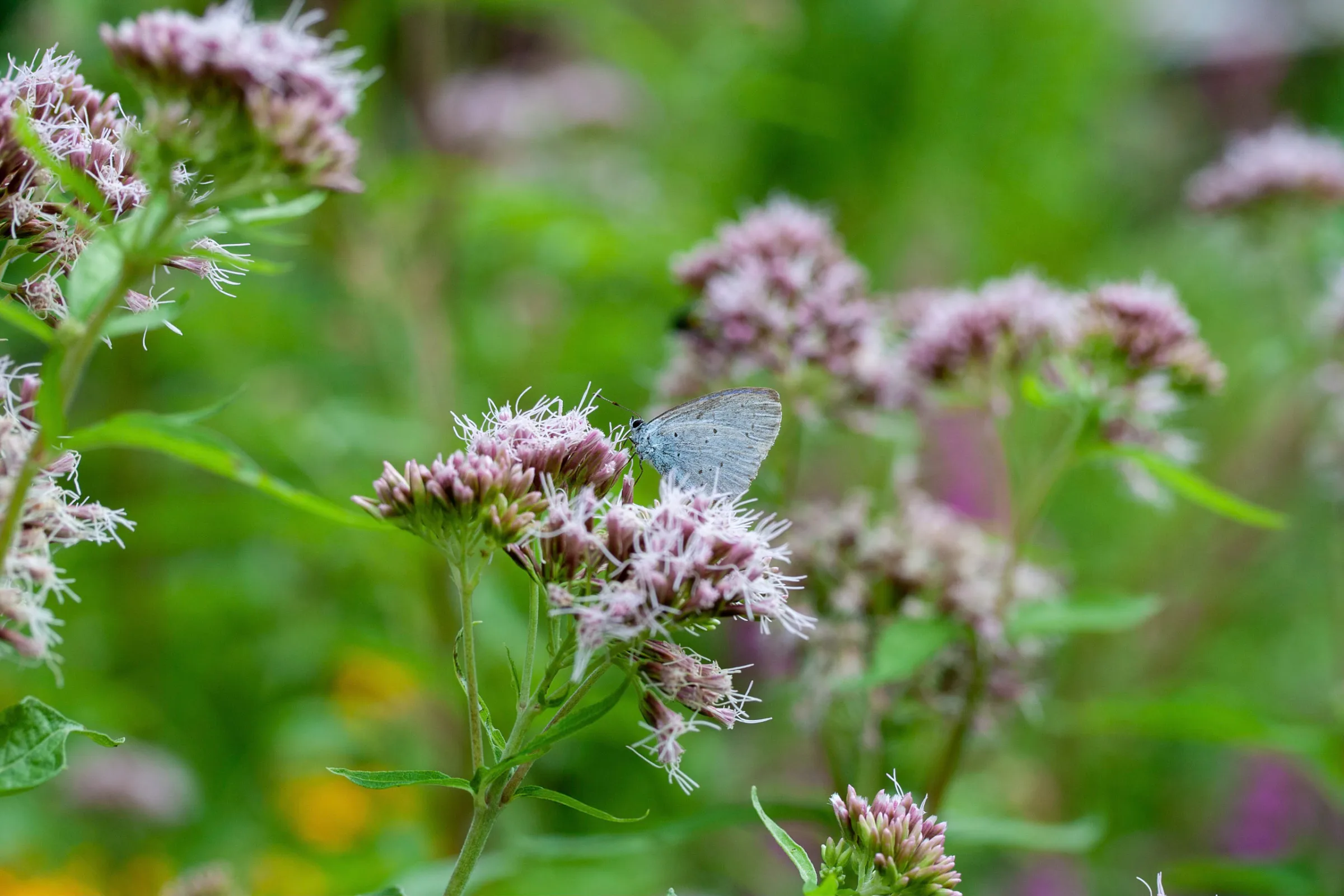 Bläuling (Lycaenidae)