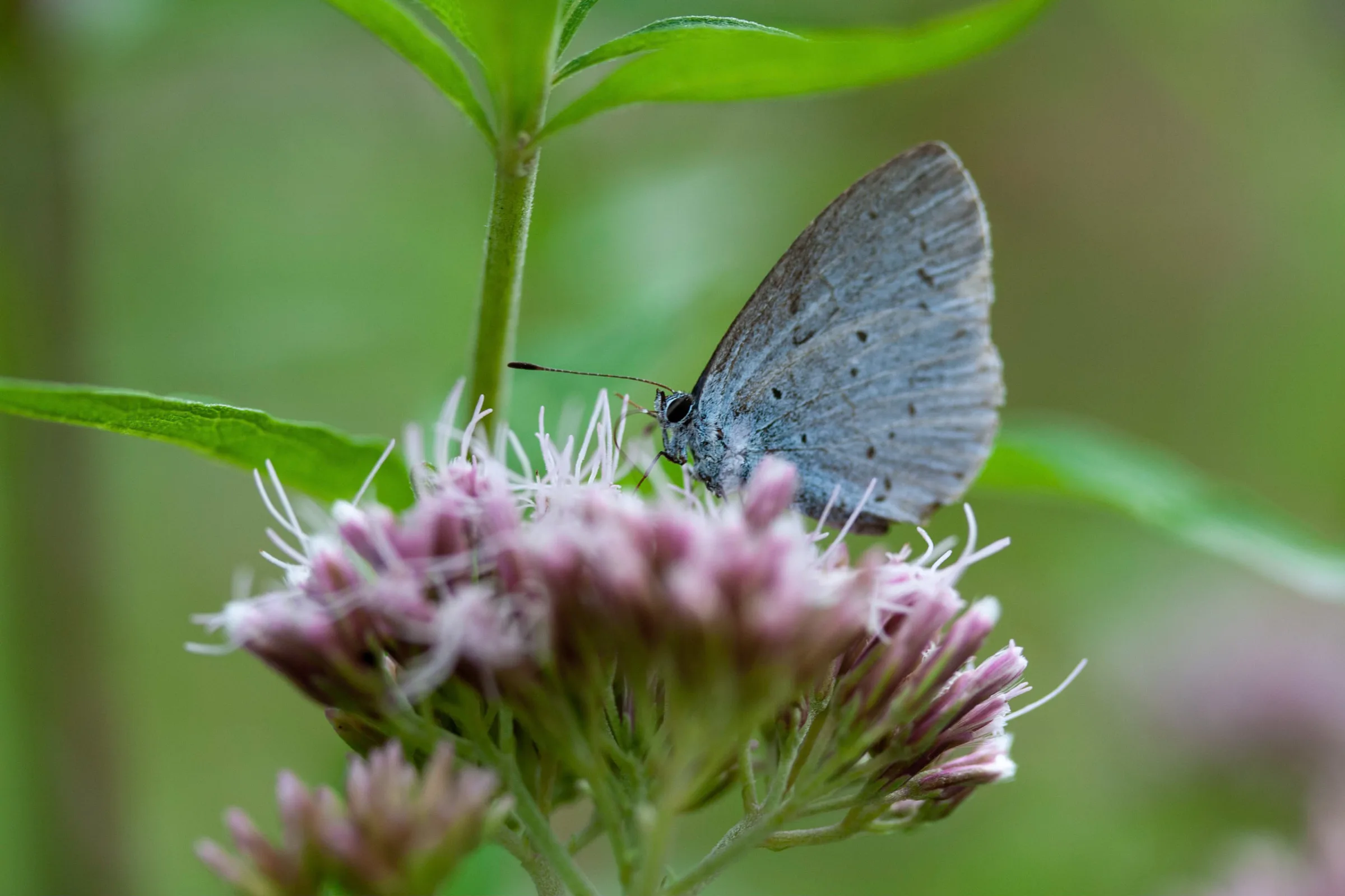Faulbaum-Bläuling (Celastrina argiolus)
