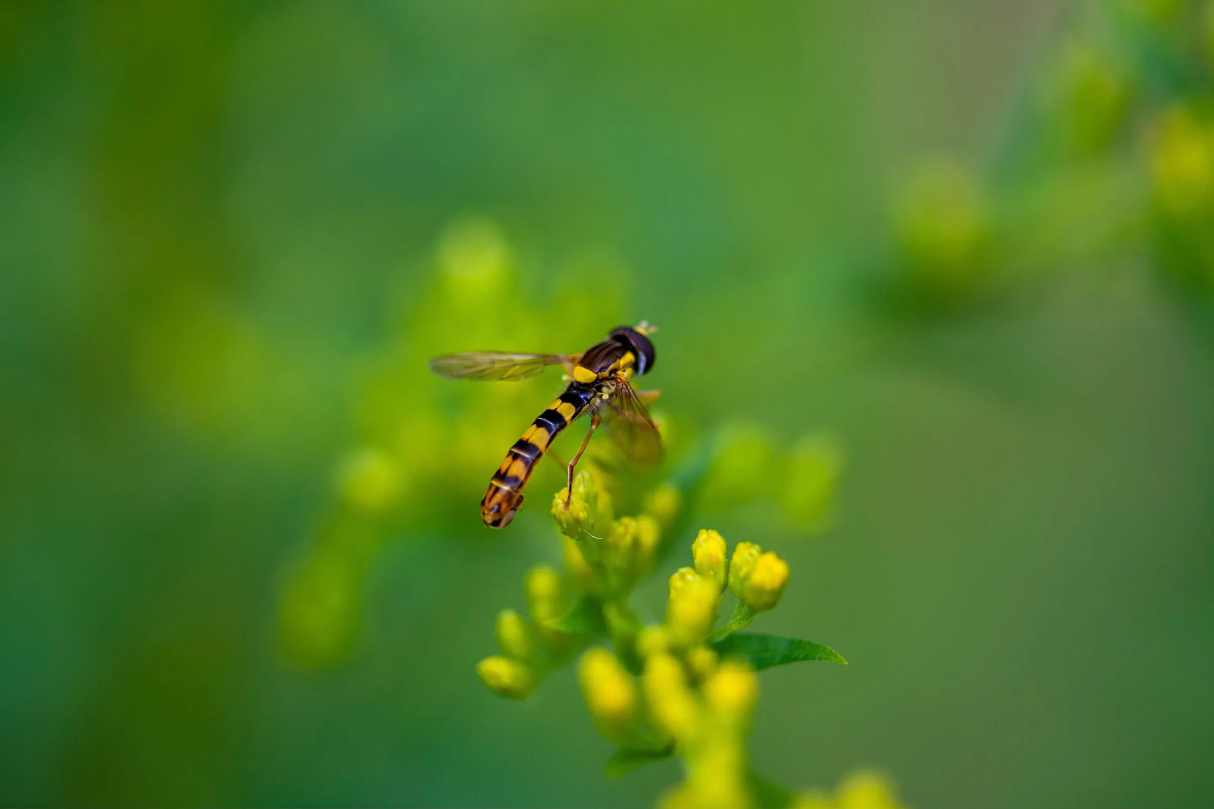 Gemeine Langbauchschwebfliege (Sphaerophoria scripta)