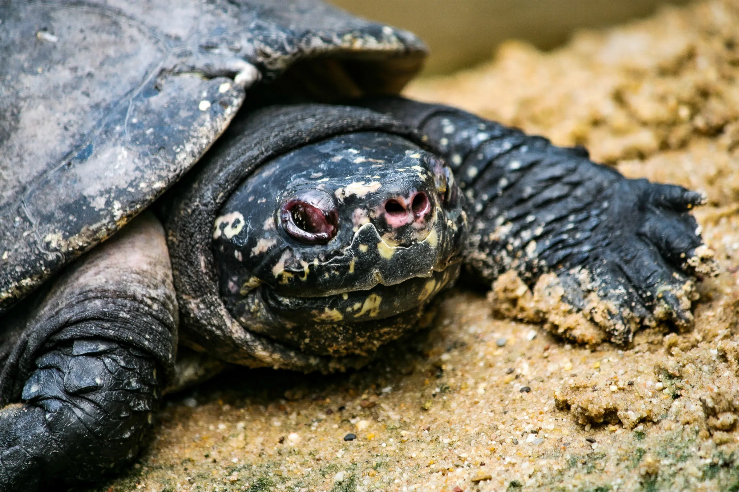 Europäische Sumpfschildkröte (Emys orbicularis)
