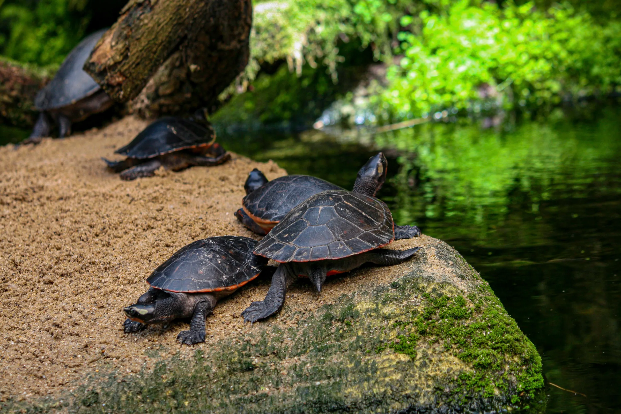 Zierschildkröte (Chrysemys picta)