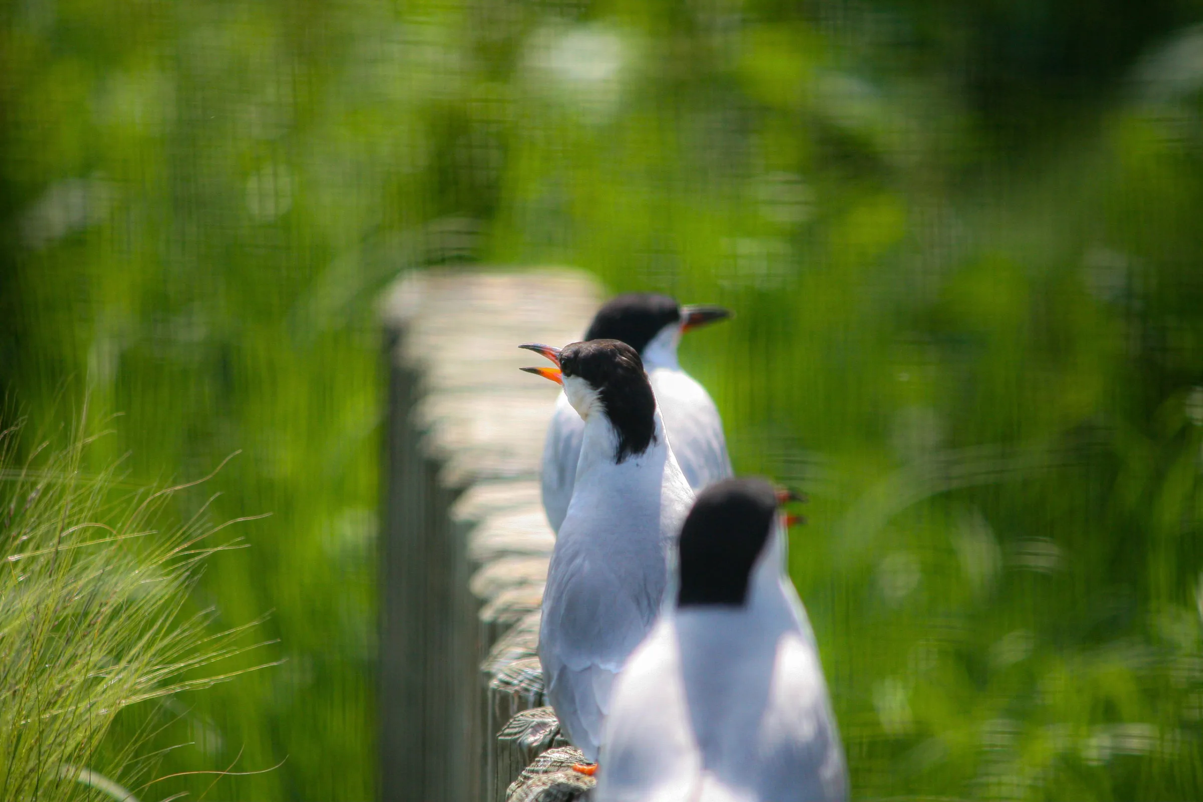 Flussseeschwalbe (Sterna hirundo)