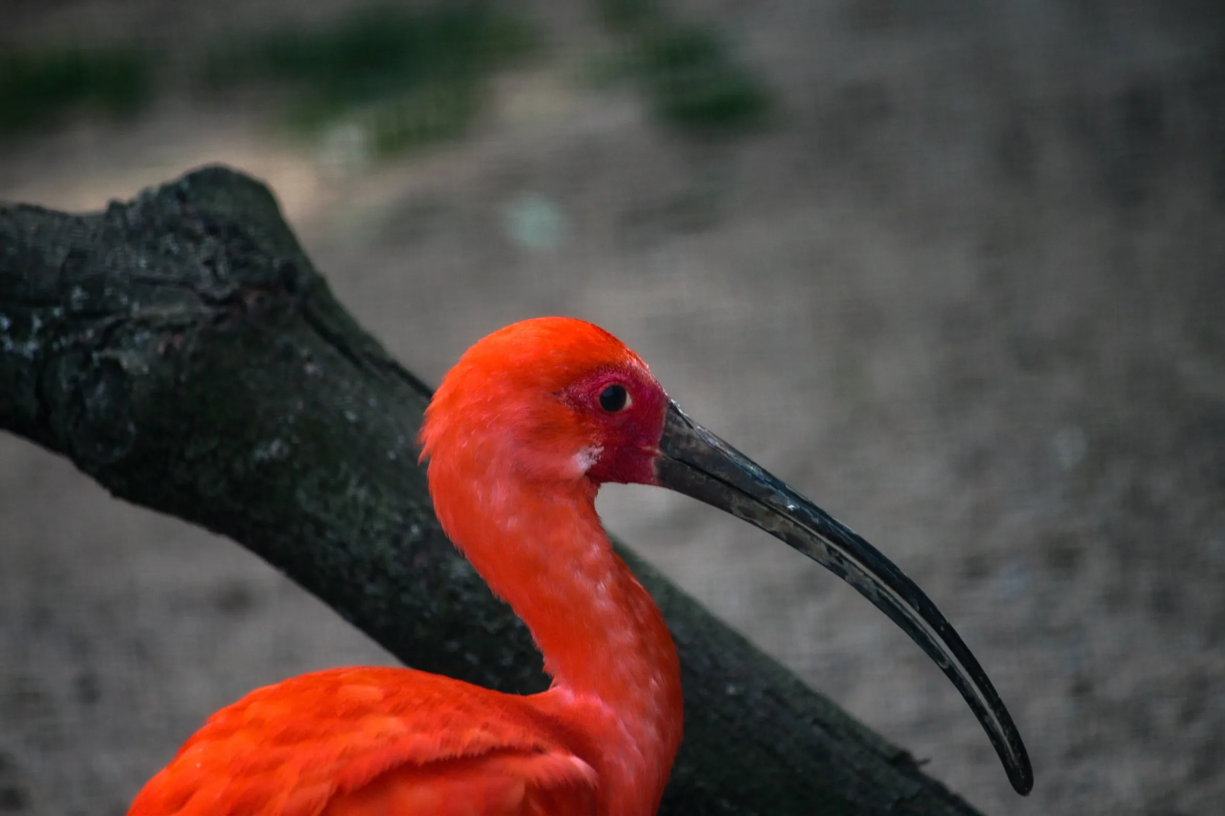 Roter Sichler (Eudocimus ruber)