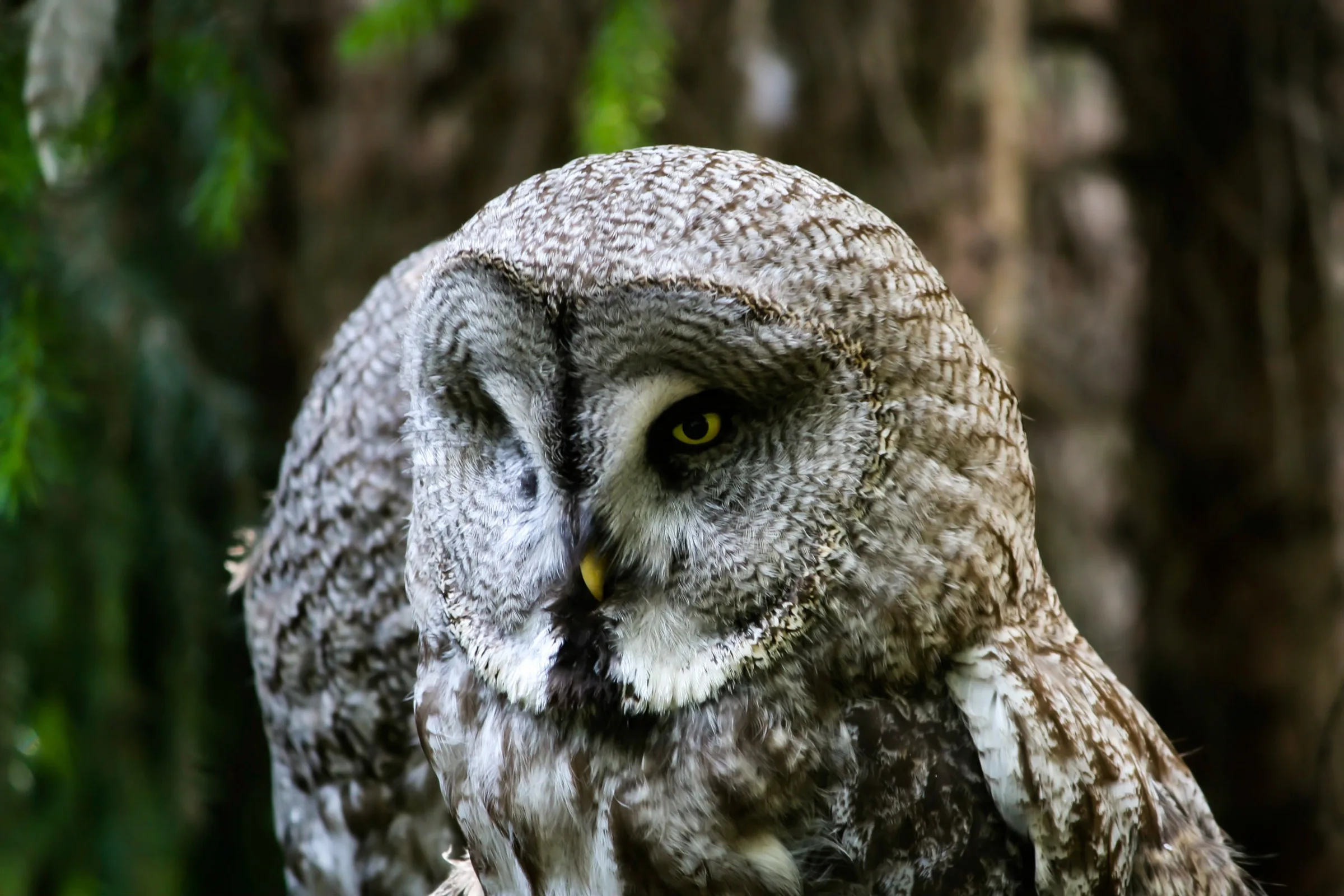 Bartkauz (Strix nebulosa)