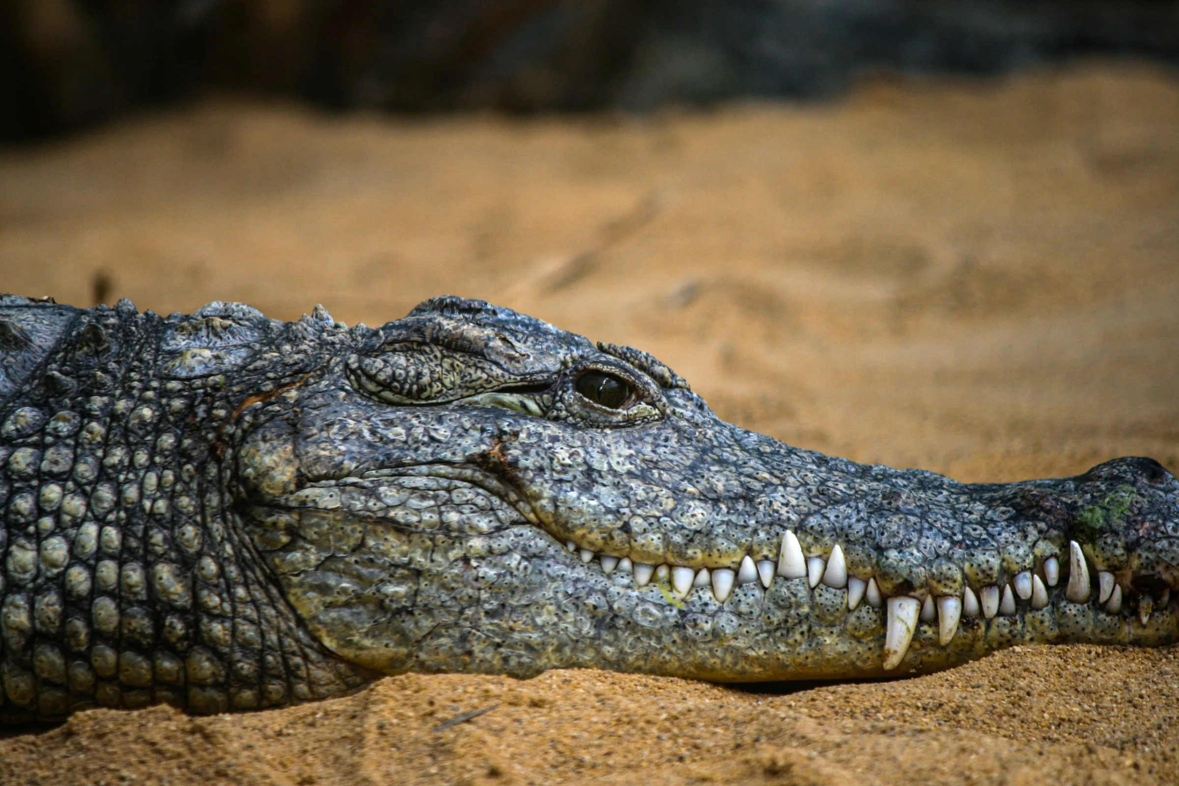 Krokodil (Crocodylus)