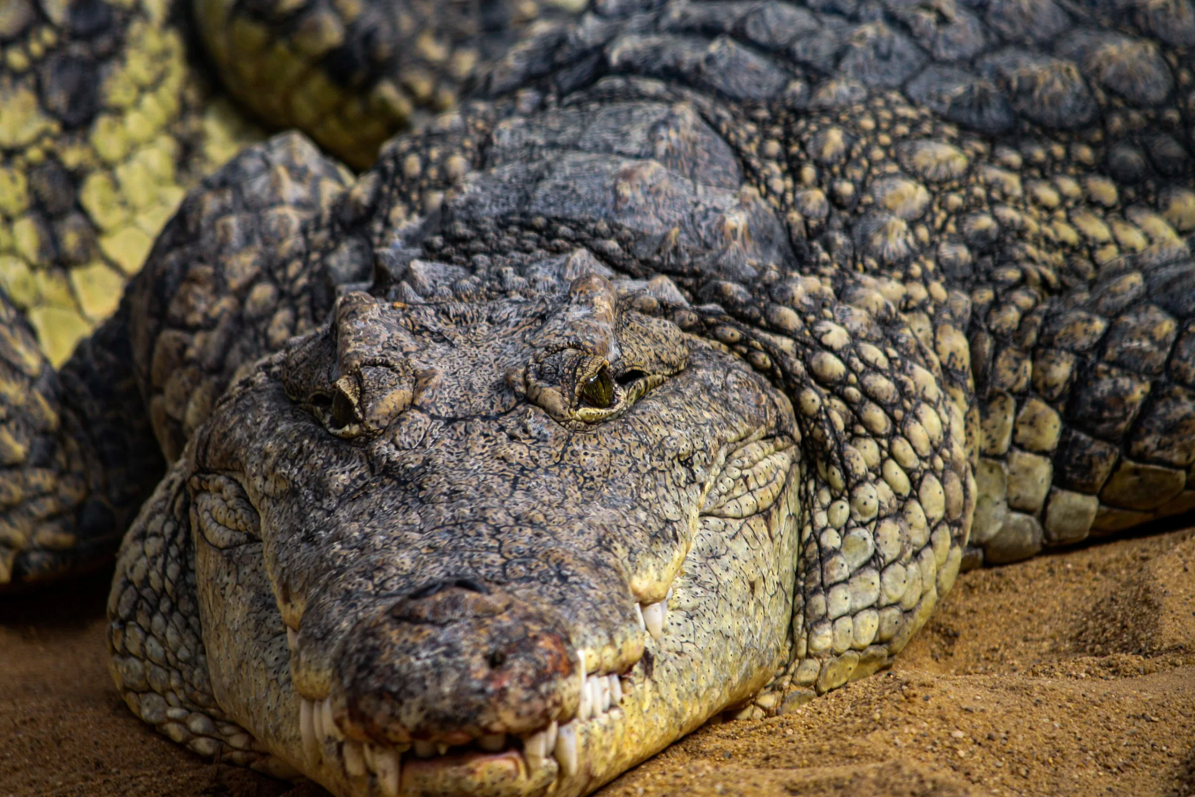 Krokodil (Crocodylus)