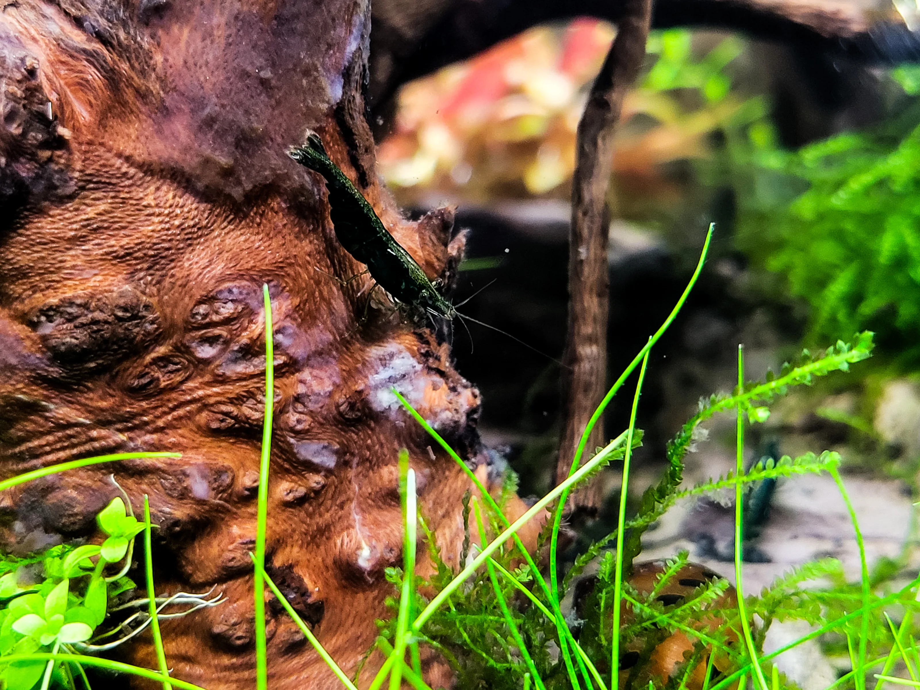 Zwerggarnele (Neocaridina)