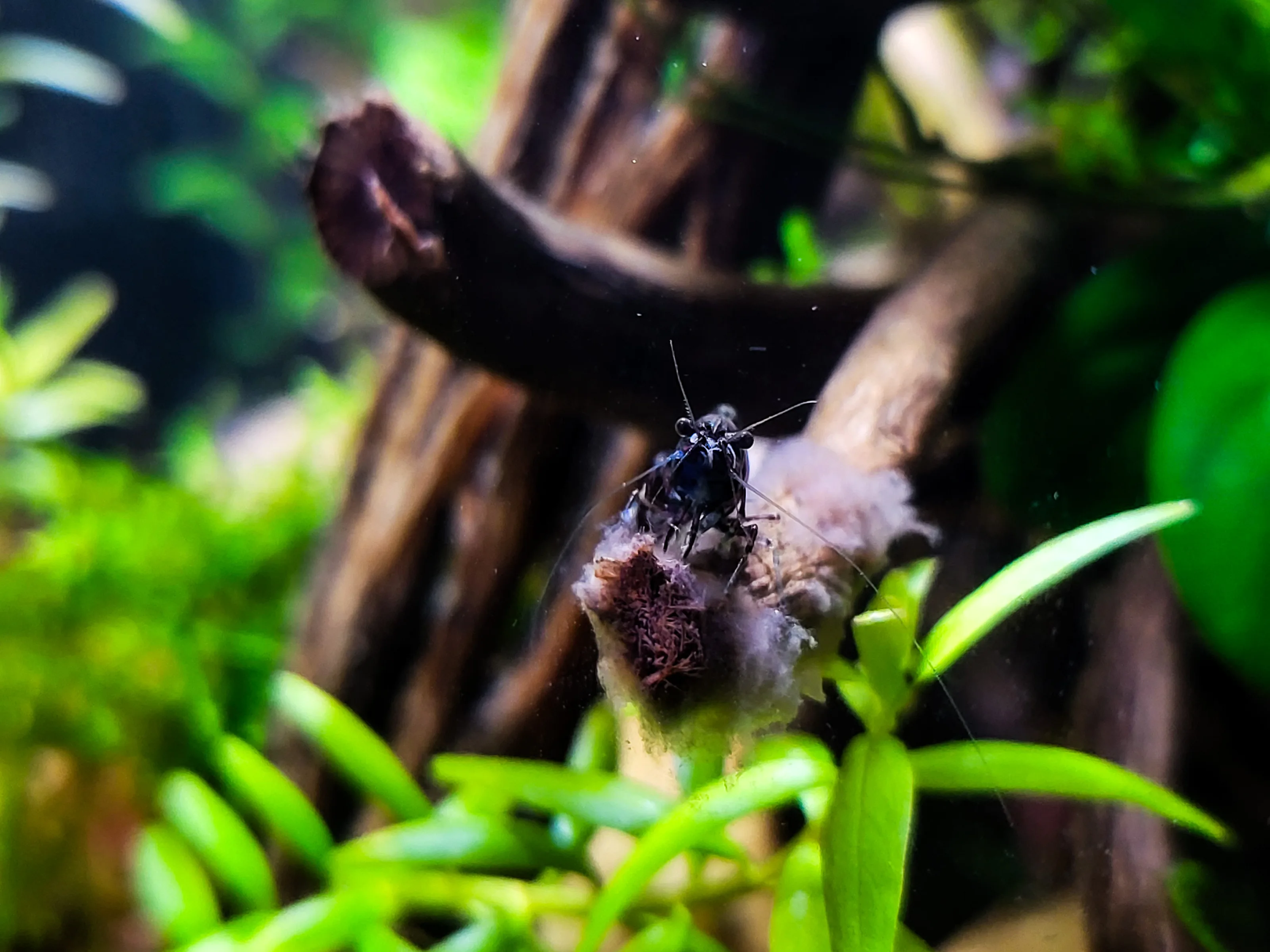 Zwerggarnele (Neocaridina)