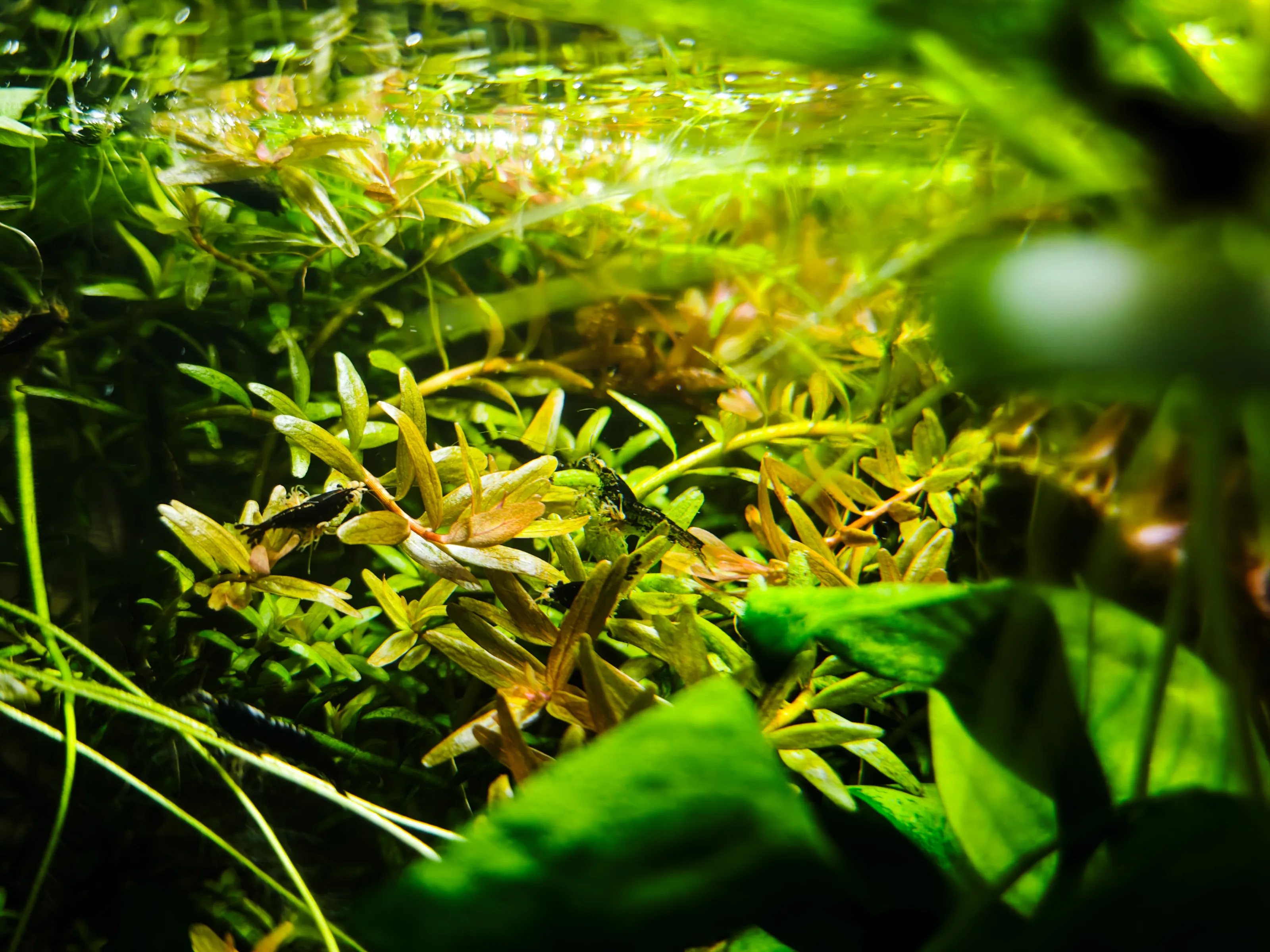 Zwerggarnele (Neocaridina)