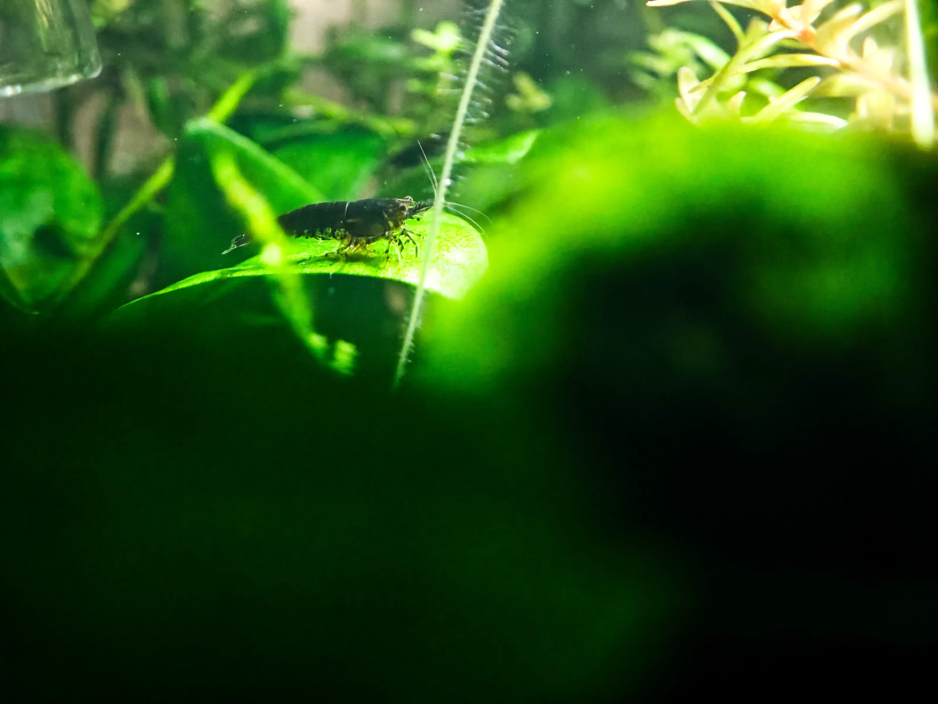Zwerggarnele (Neocaridina)