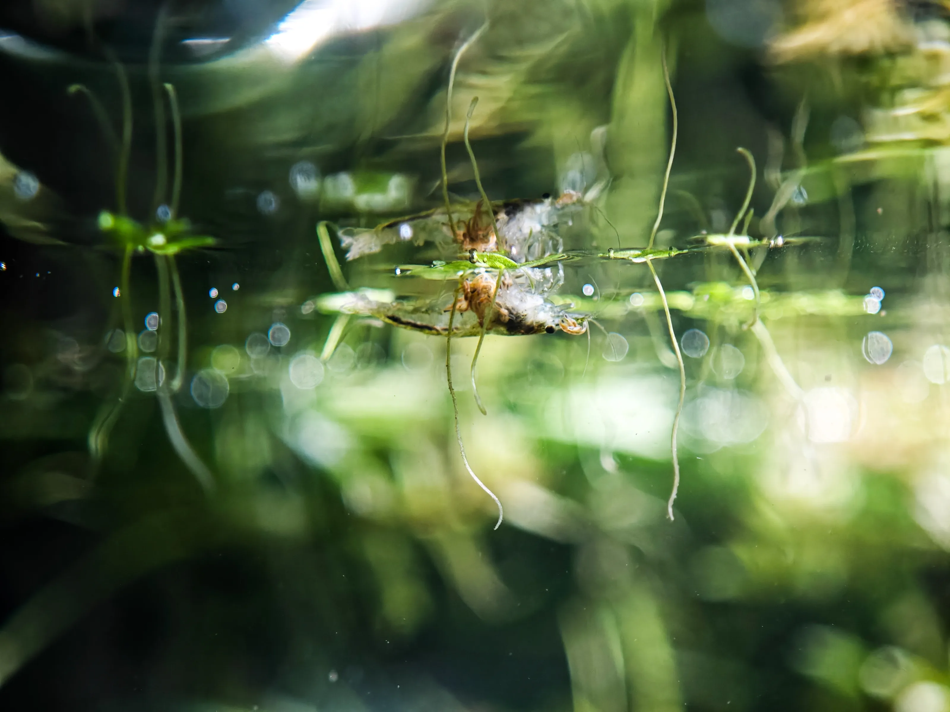 Zwerggarnele (Neocaridina)