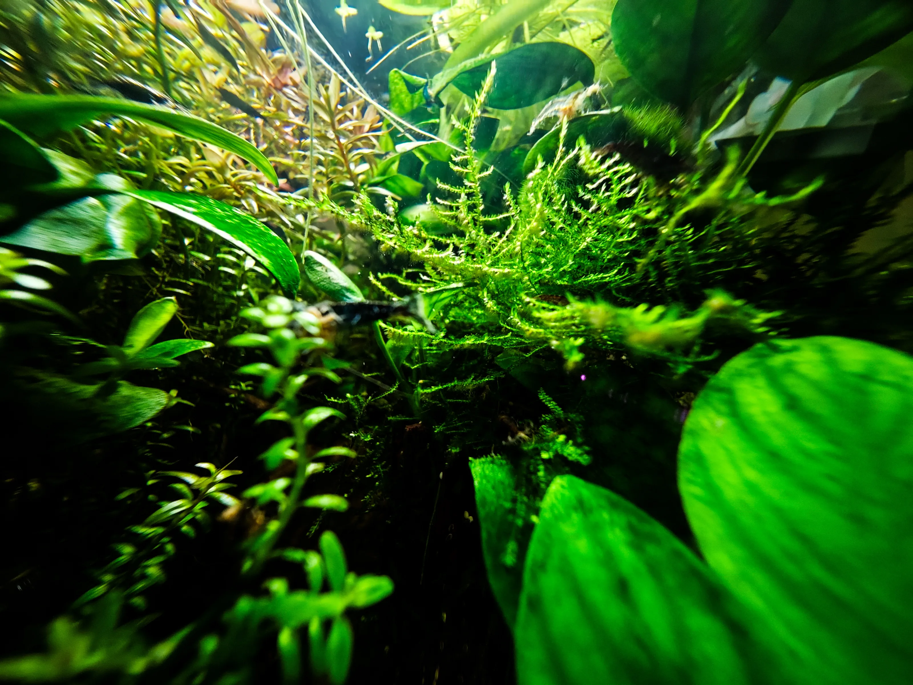 Moos (Bryophyta)