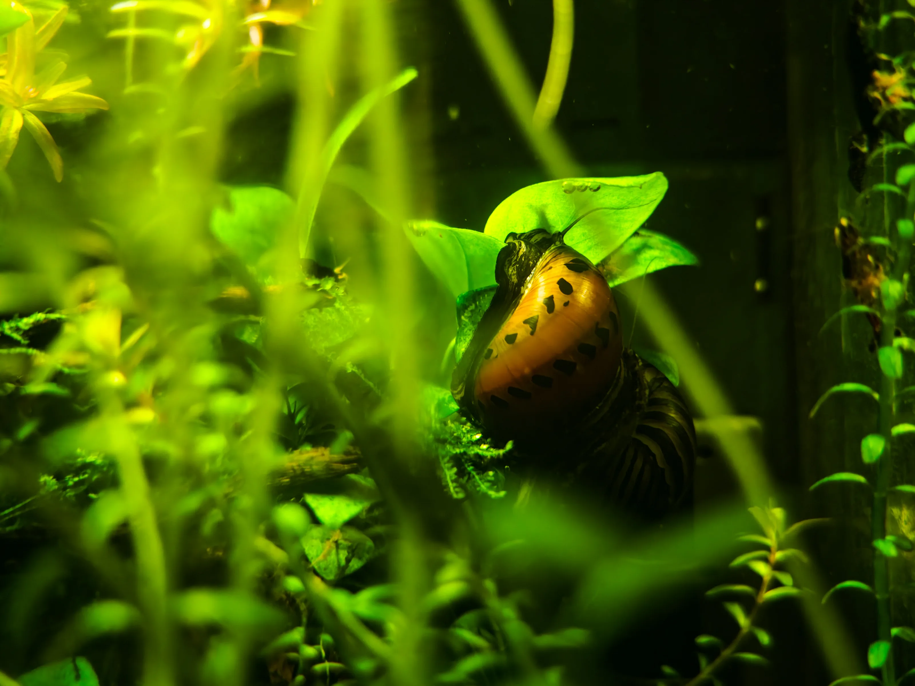 Rennschnecke (Neritidae)