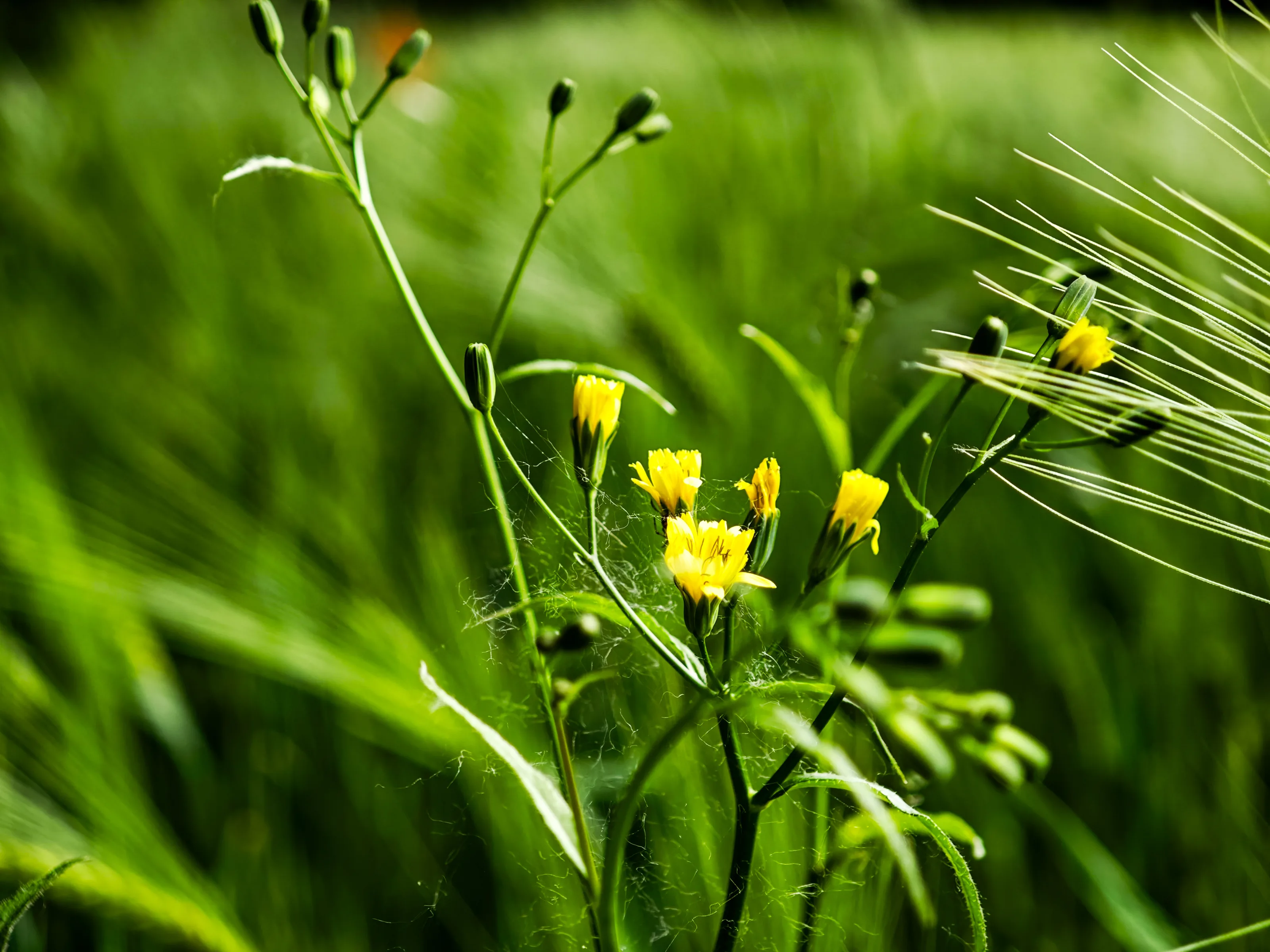 Korbblütler (Asteraceae)
