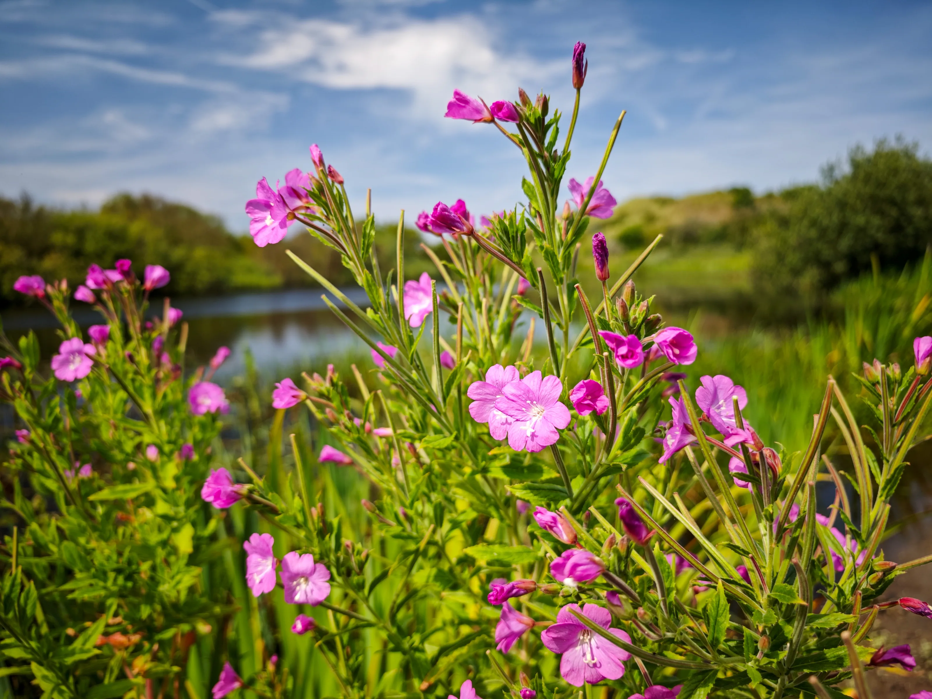 Zottiges Weidenröschen (Epilobium hirsutum)
