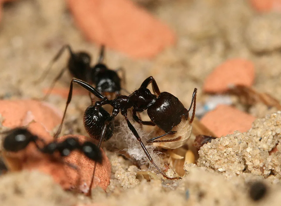Ernteameise (Messor barbarus)