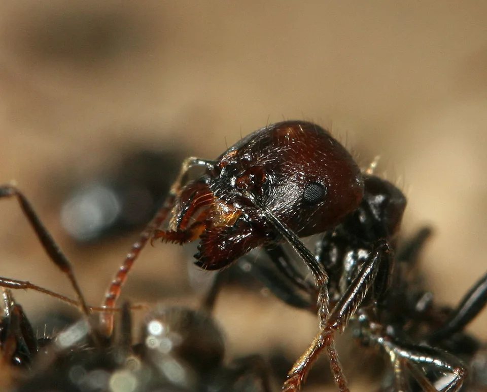 Ernteameise (Messor barbarus)