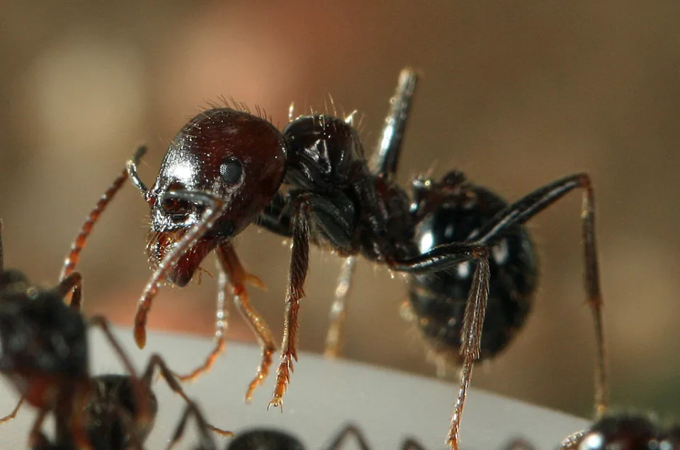 Ernteameise (Messor barbarus)