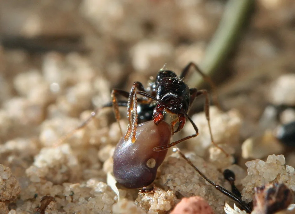 Ernteameise (Messor barbarus)