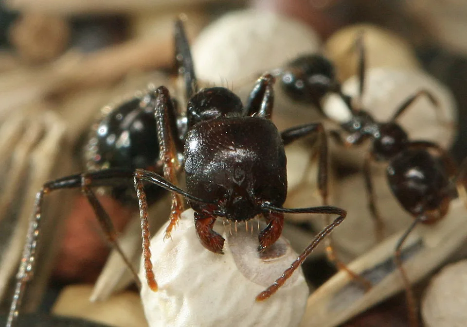 Ernteameise (Messor barbarus)