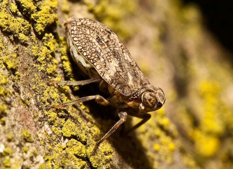 Käferzikade (Issus coleoptratus)