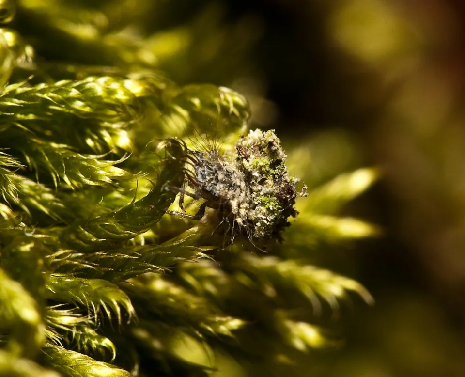 Florfliegenlarve (Chrysopidae)